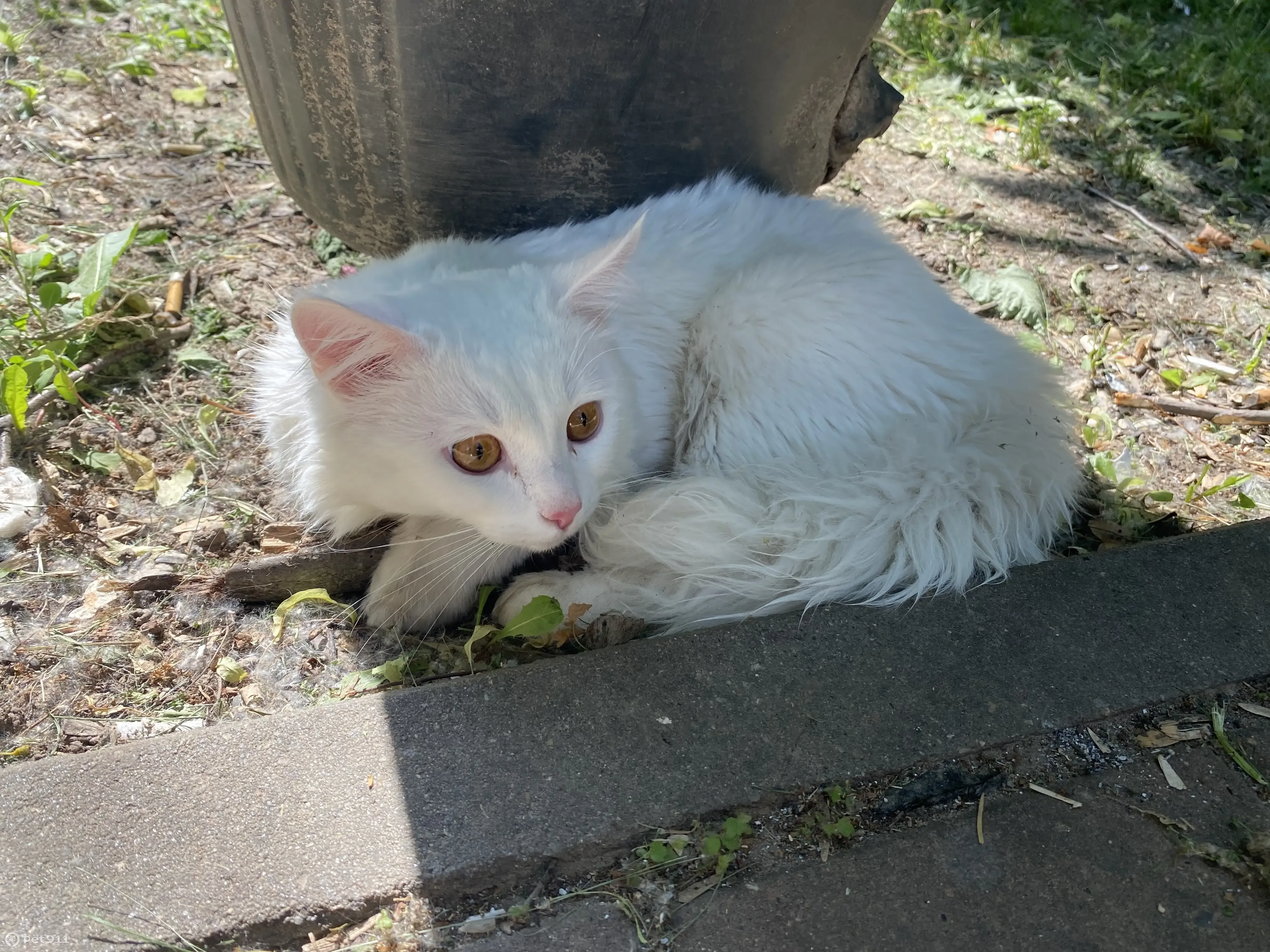 Найдена кошка на улице Гагарина, 168 в Рязани | Pet911.ru