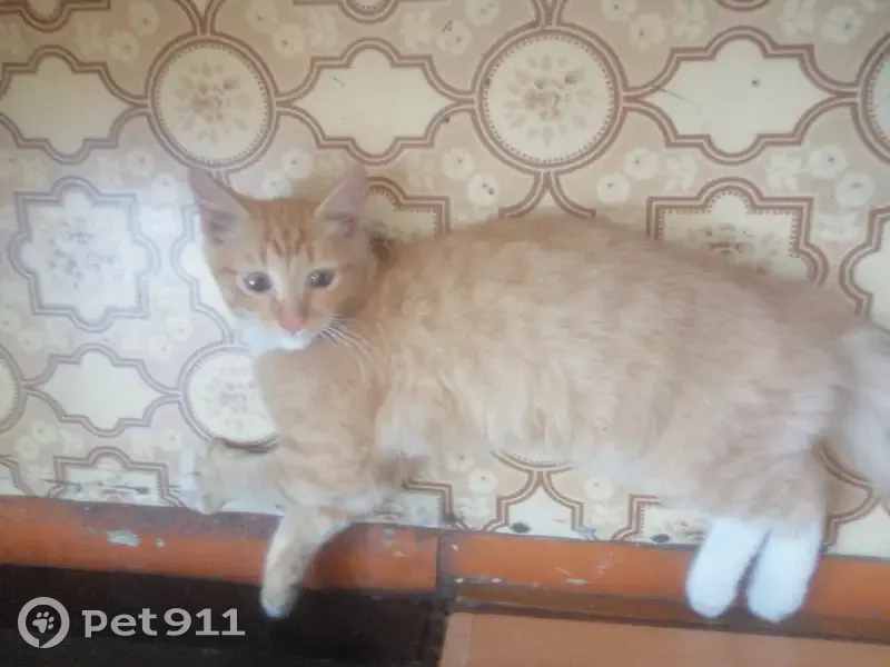 Найдена кошка Мальчик на Советской, 113, Абакан - photo