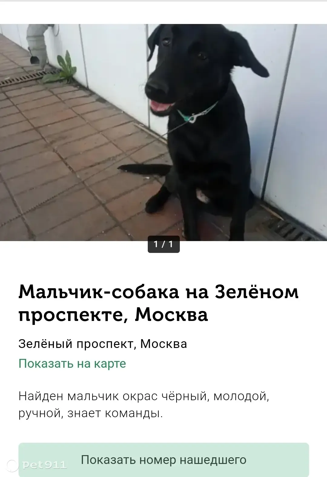 Найден метис лабрадора на платформе Новогиреево, ищем хозяина | Pet911.ru