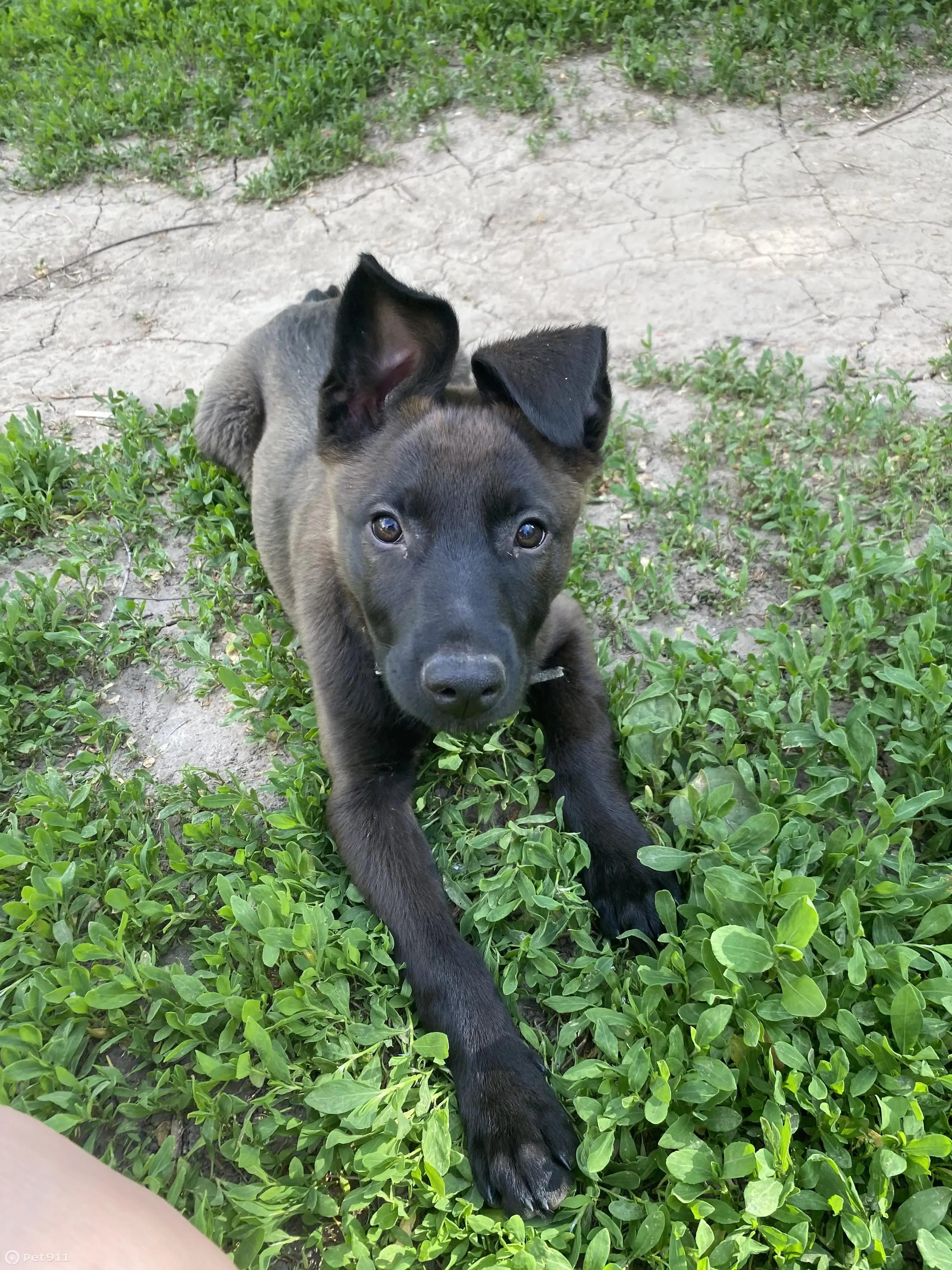 Собака нашлась: Щенок Ари, Малинуа, 3,5 мес. ул. Луначарского, 6, Курск. |  Pet911.ru