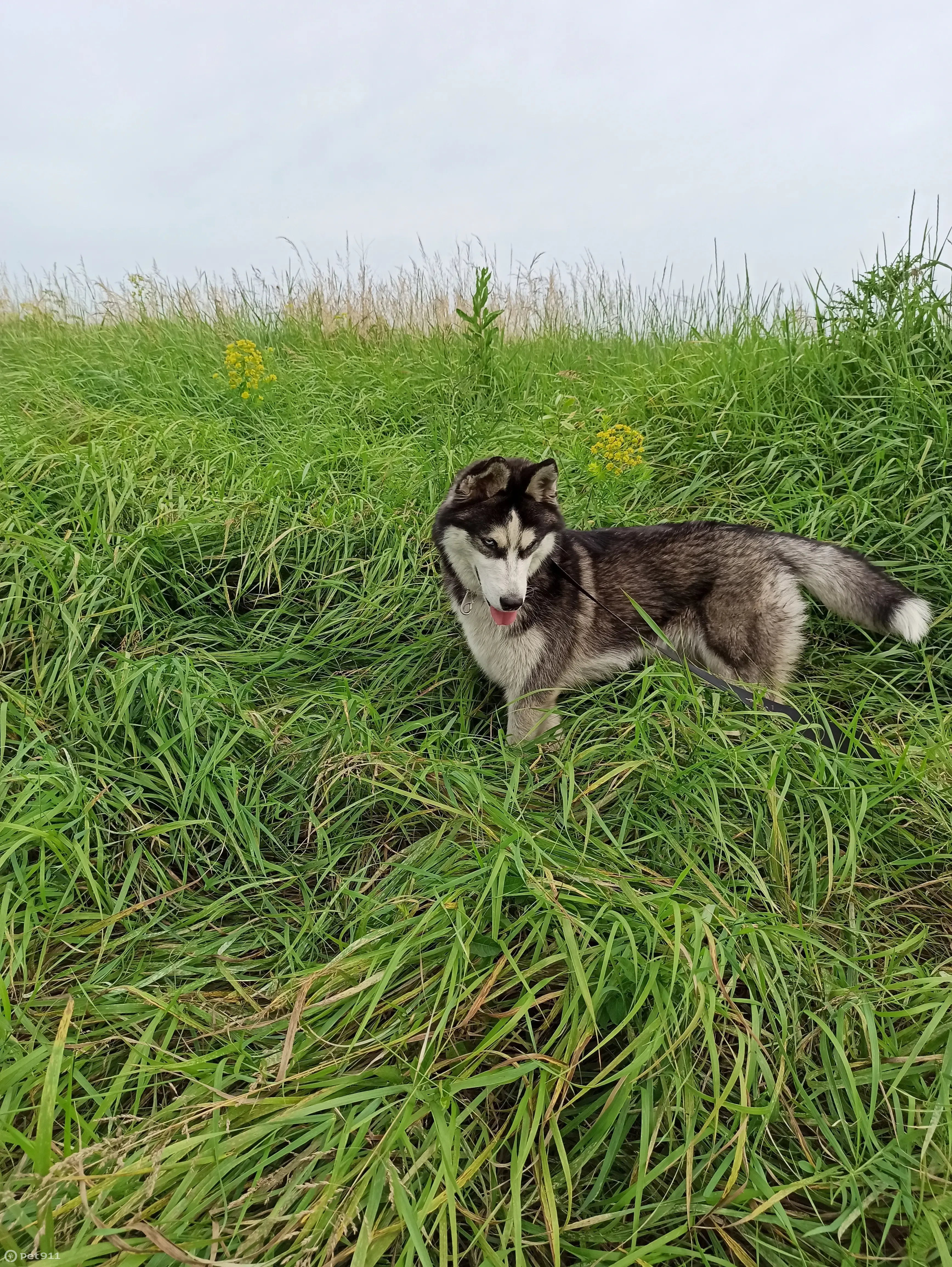 Потерянная хаски на улице Щетинина, 22, Донецк | Pet911.ru