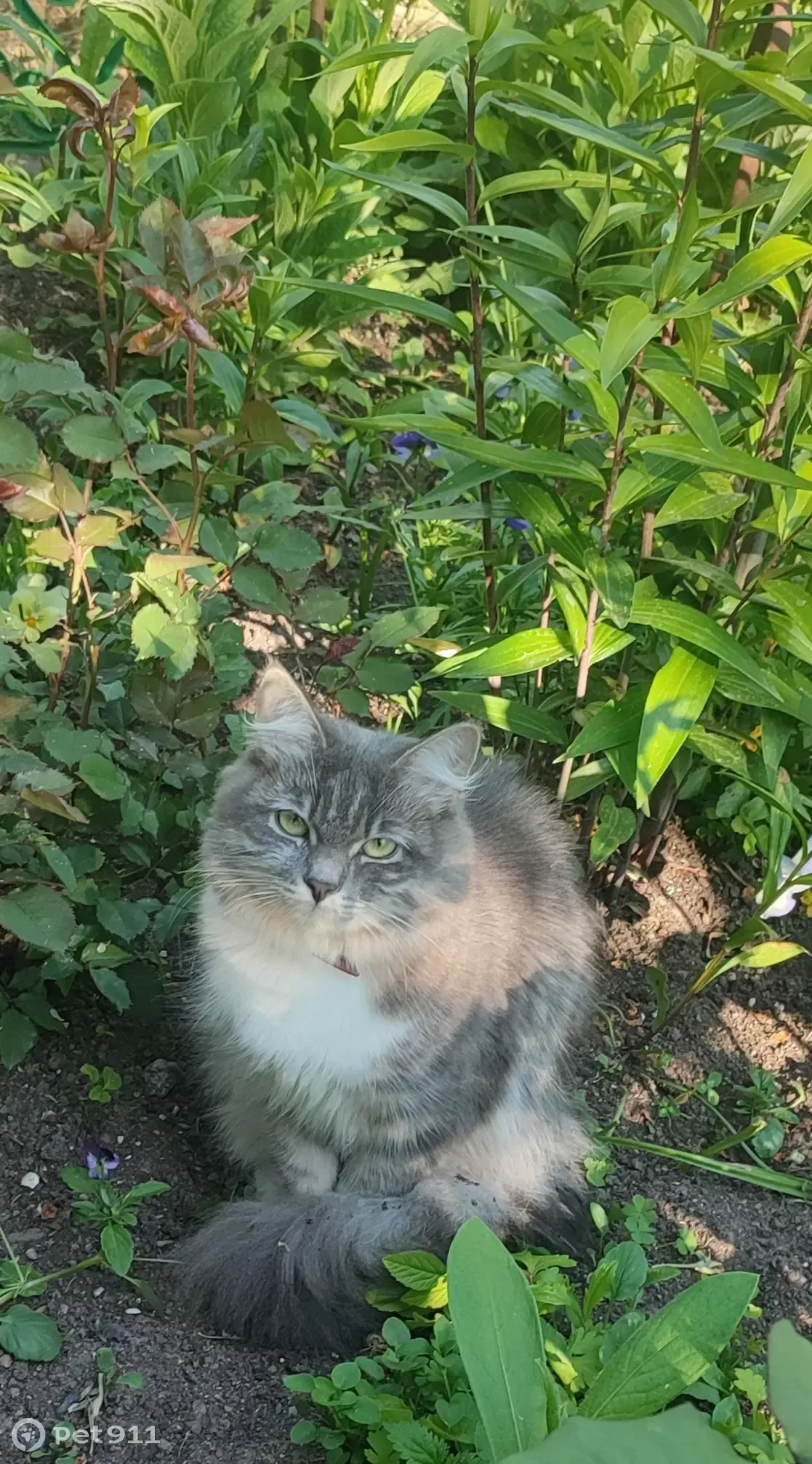 Пропала кошка в Ломоносовском районе, СНТ 