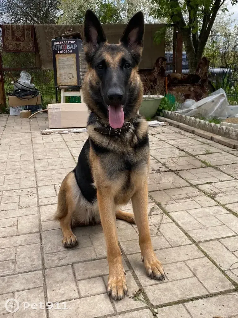 Пропала собака Гретта на улице Молодёжной, Щёкино - photo