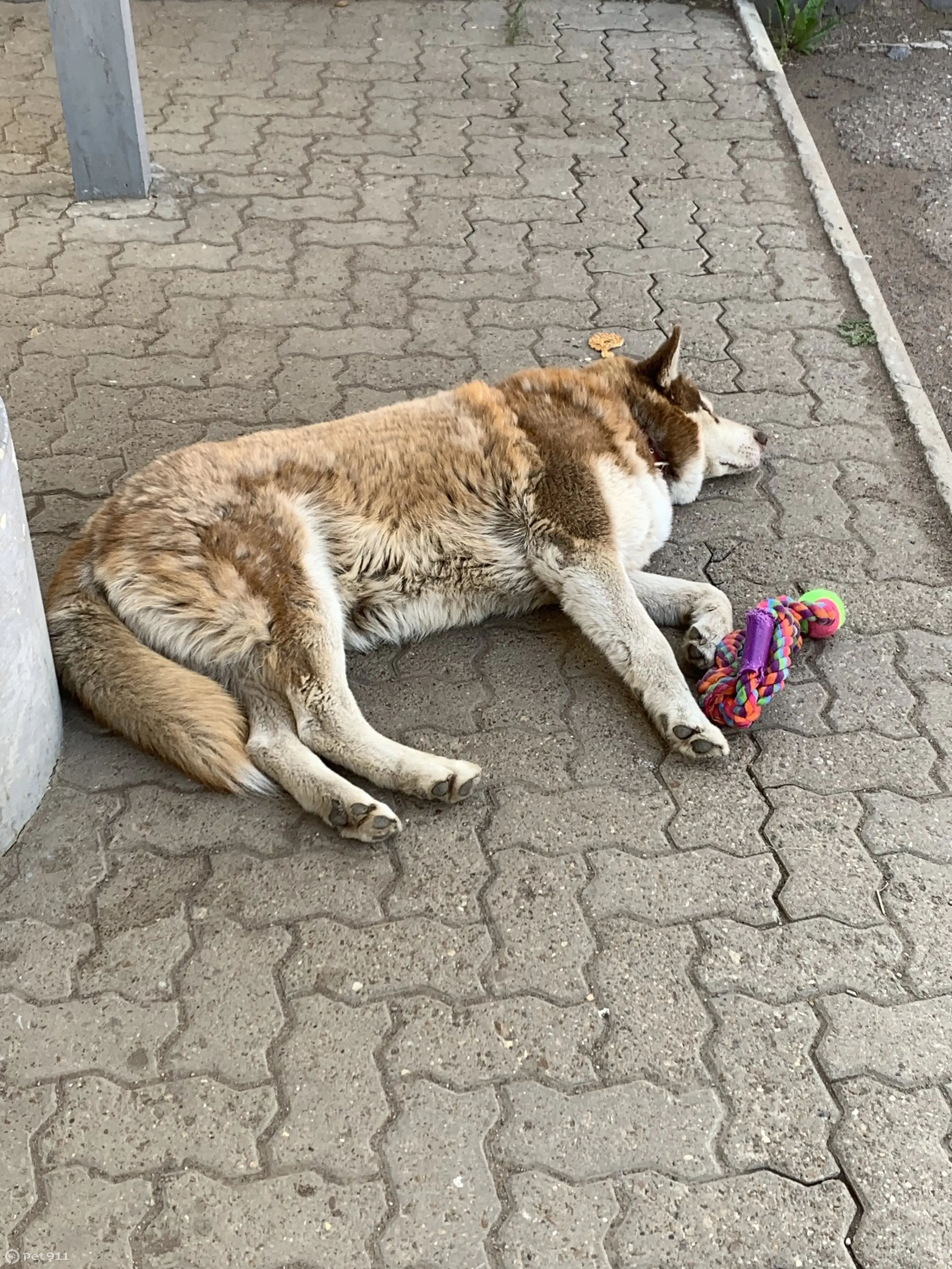 Найден рыжий хаски на ул. Менделеева, Уфа | Pet911.ru