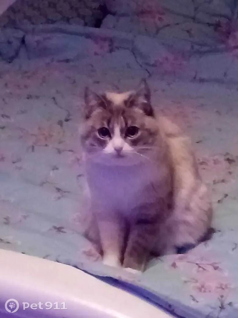 Пропала кошка, Бескудниковский бульвар, Москва. - photo