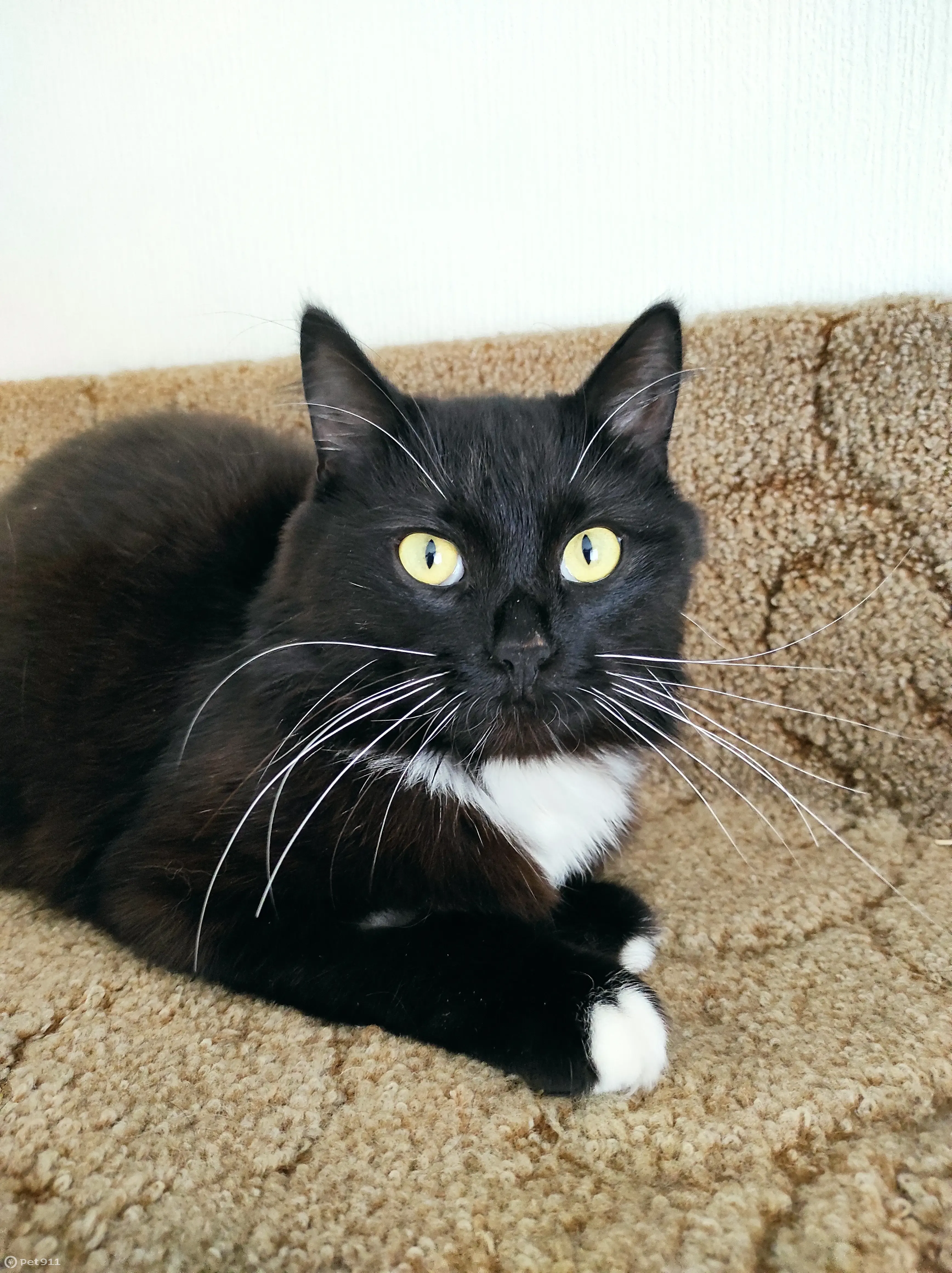 Найден кот на Озёрском шоссе, 33 в Коломне - photo