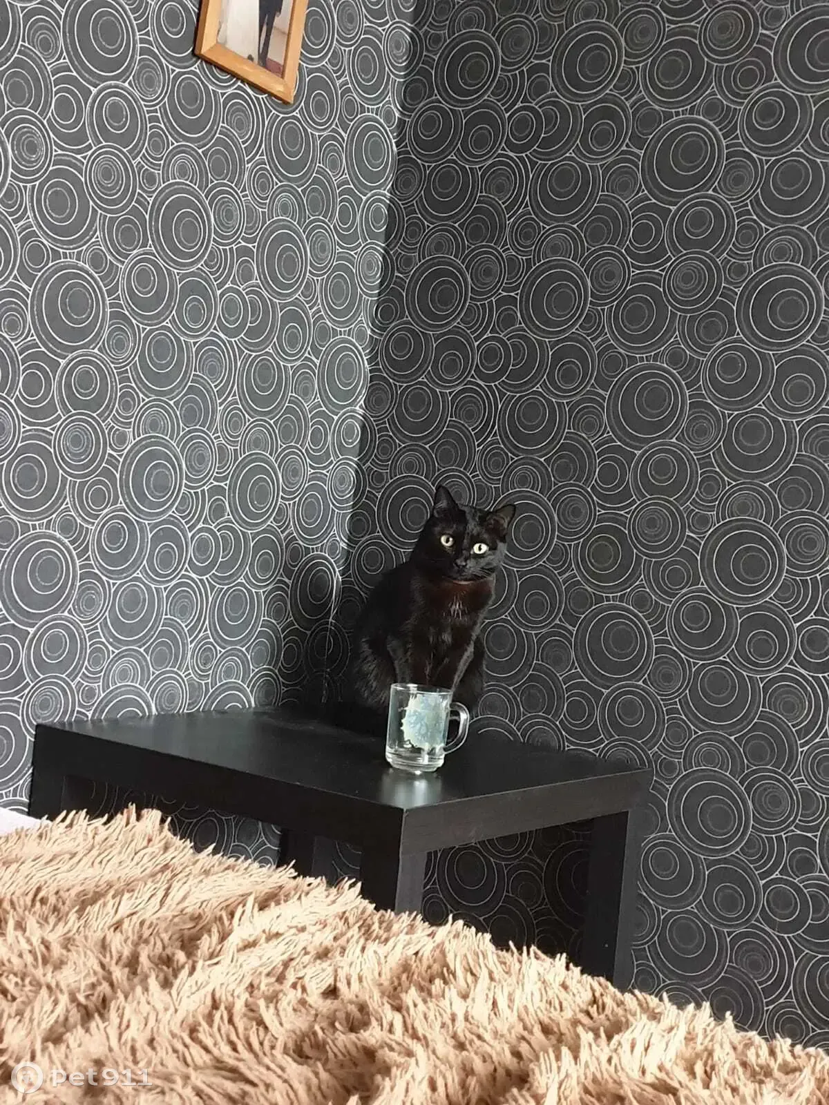 Пропала чёрная кошка в СНТ Надежда, тел. 89231650930 - photo