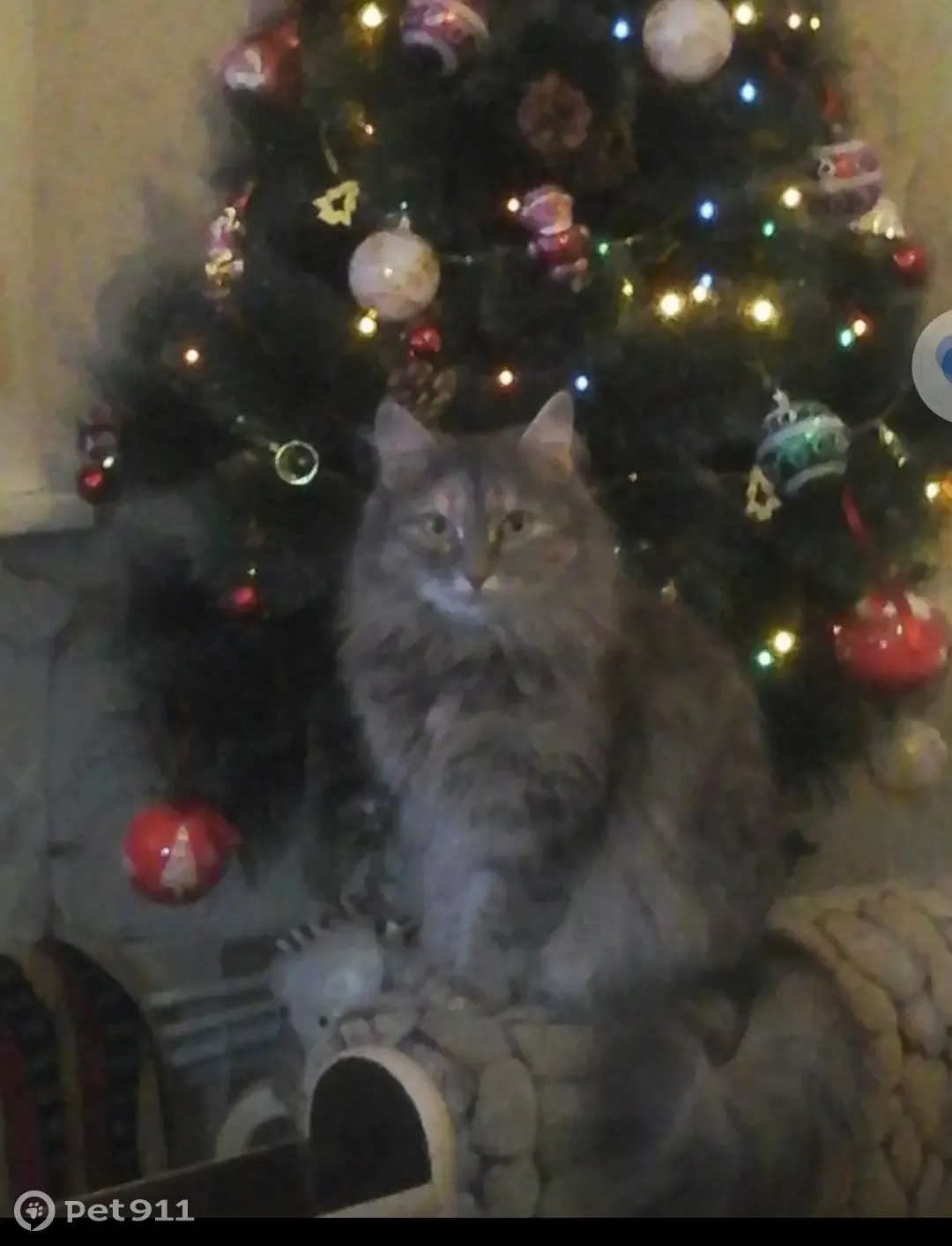 Пропала кошка Дуся на Коммунистическом проспекте в Линёво - photo