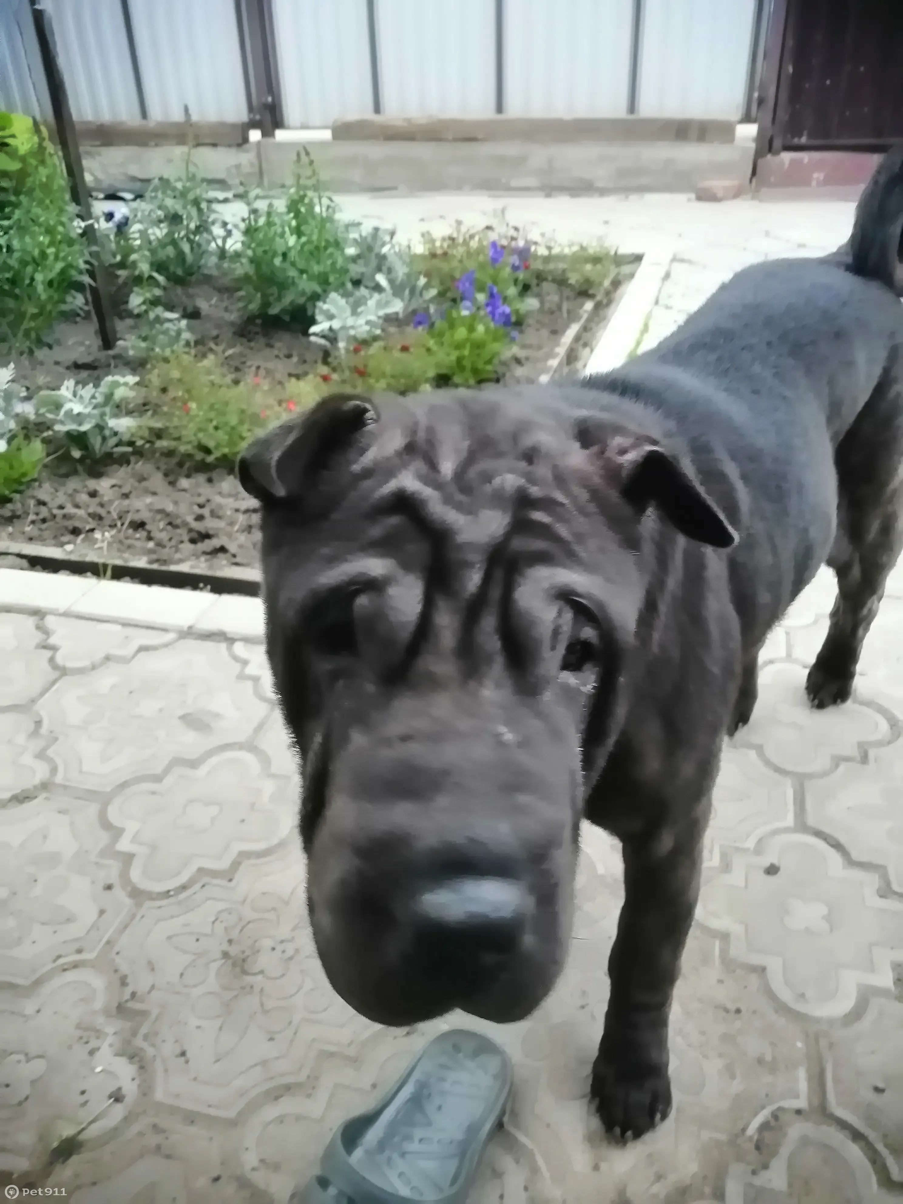 Пропала собака Шарпей в дер. Тюлькой, Цивильский район - photo