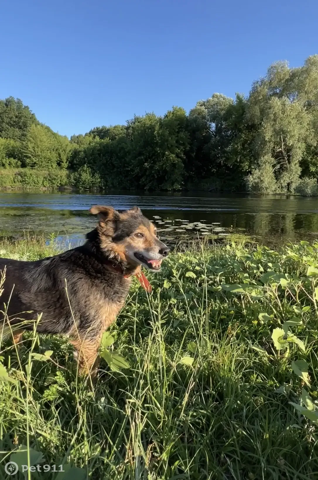 Пропала собачка на улице Домбровского, 2 в Рыльске | Pet911.ru