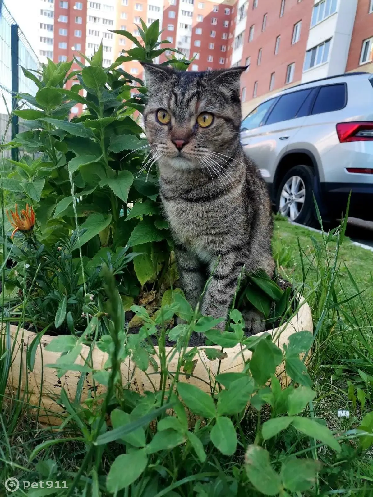 Найдена кошка Соминка на ул. Хромова, 31 🐈❗ | Pet911.ru