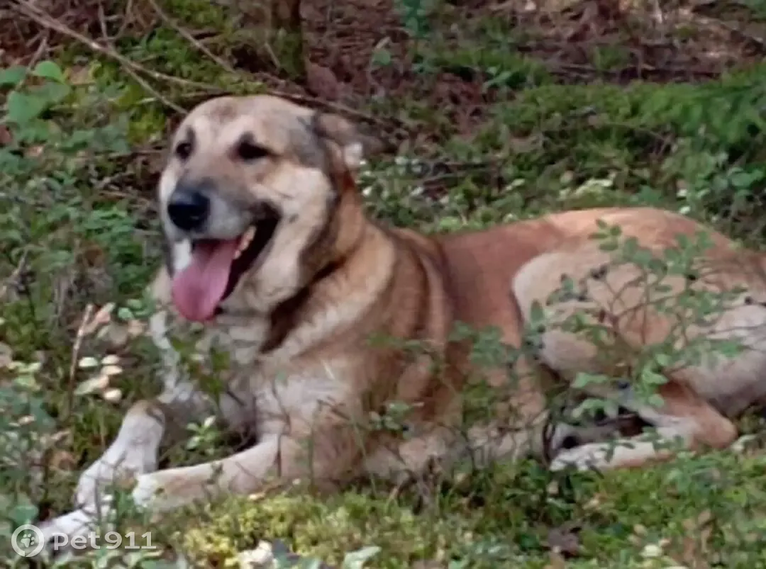 Пропала рыже-белая собака Мальчик в Устюжне, Вологодская область | Pet911.ru