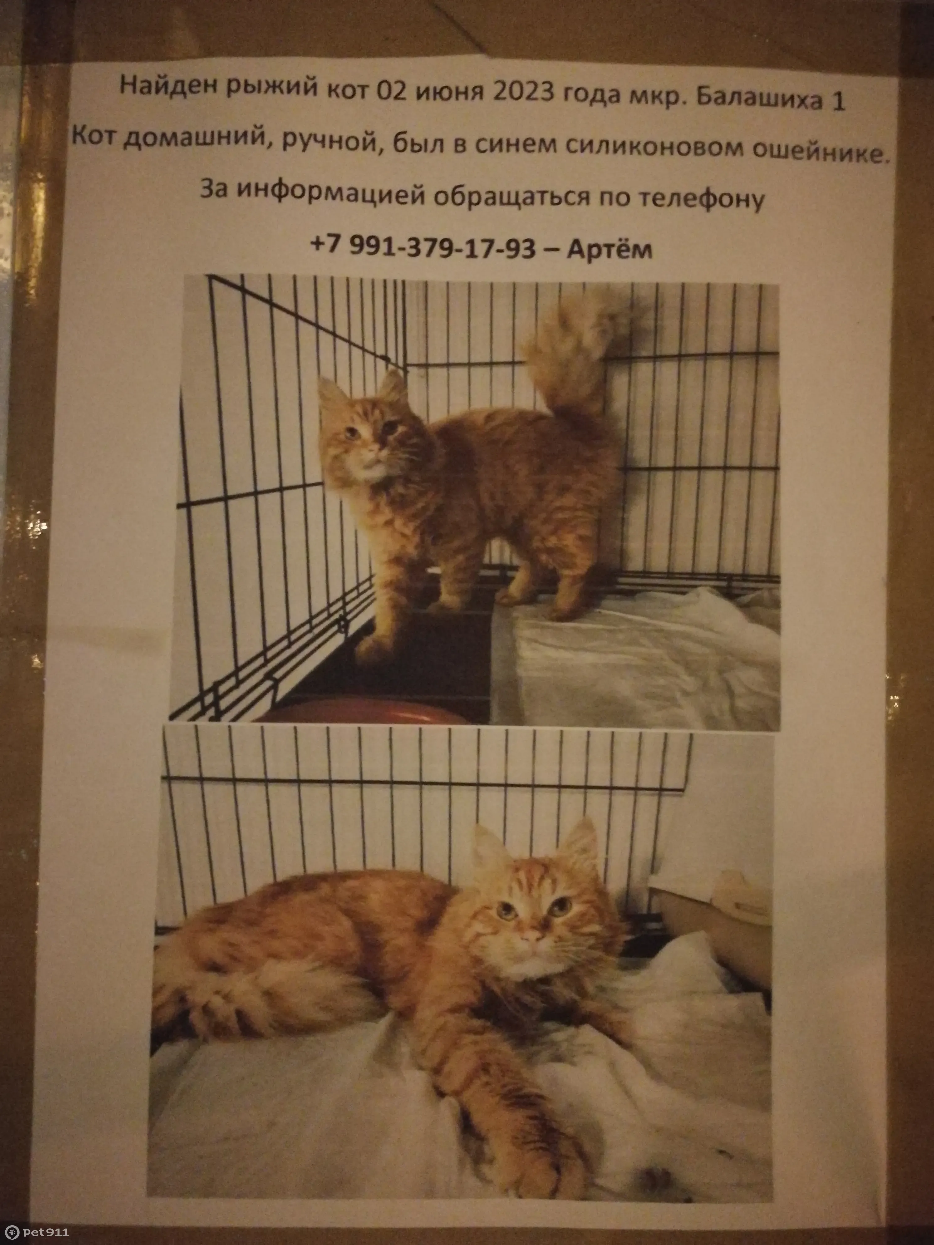 Найден ручной кот в Балашихе без хозяина | Pet911.ru