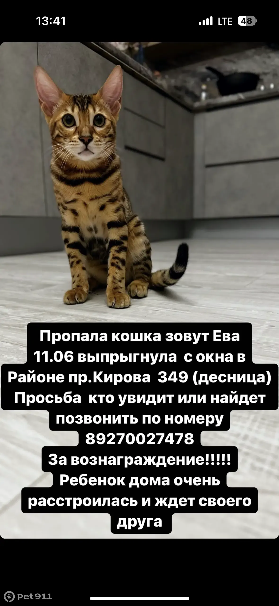 Пропала бенгальская кошка Ева, адрес: пр. Кирова 349, Самара. | Pet911.ru