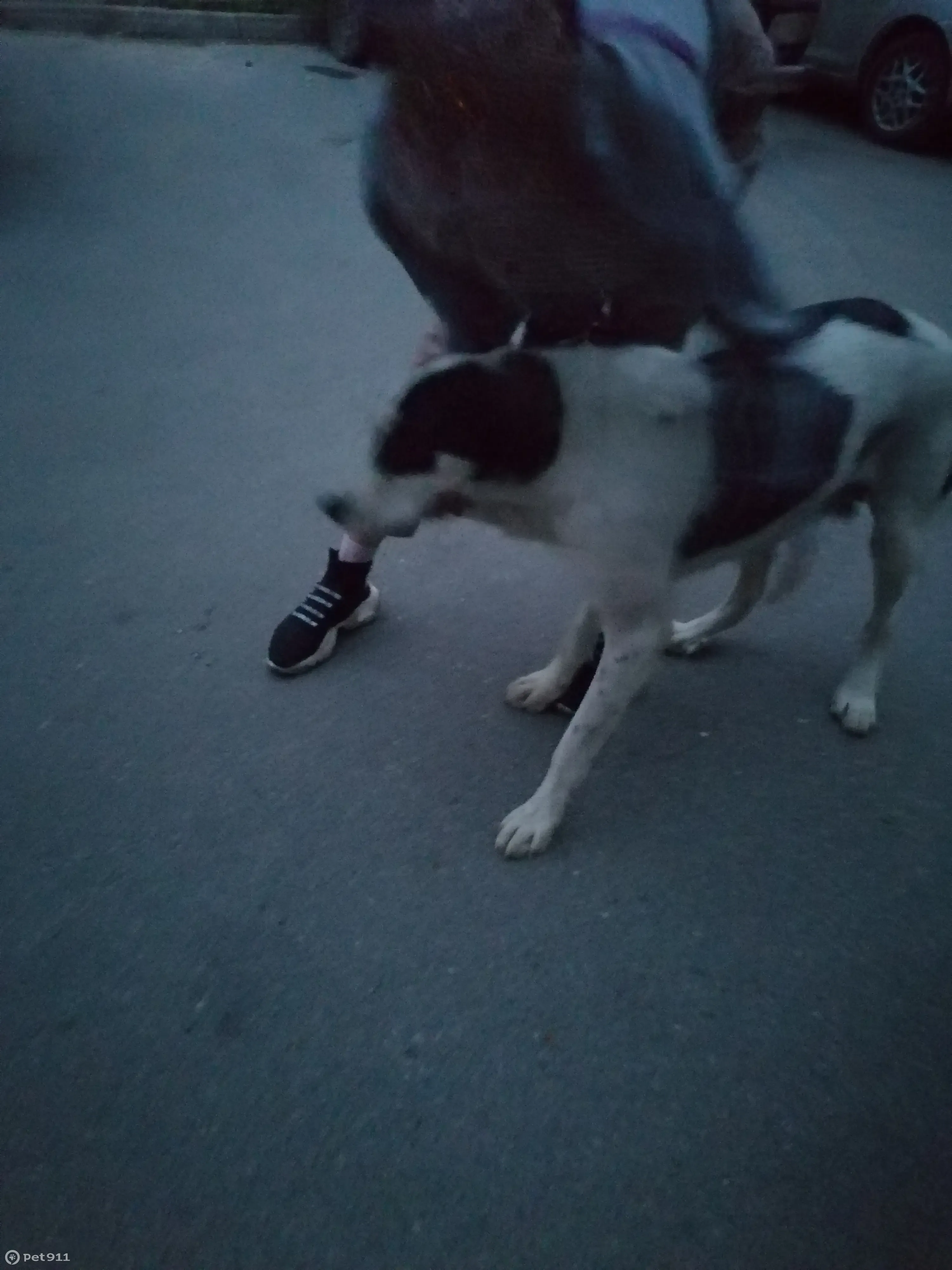 Найдена красивая собака на ул. Маршала Конева, 40 в Иркутске | Pet911.ru