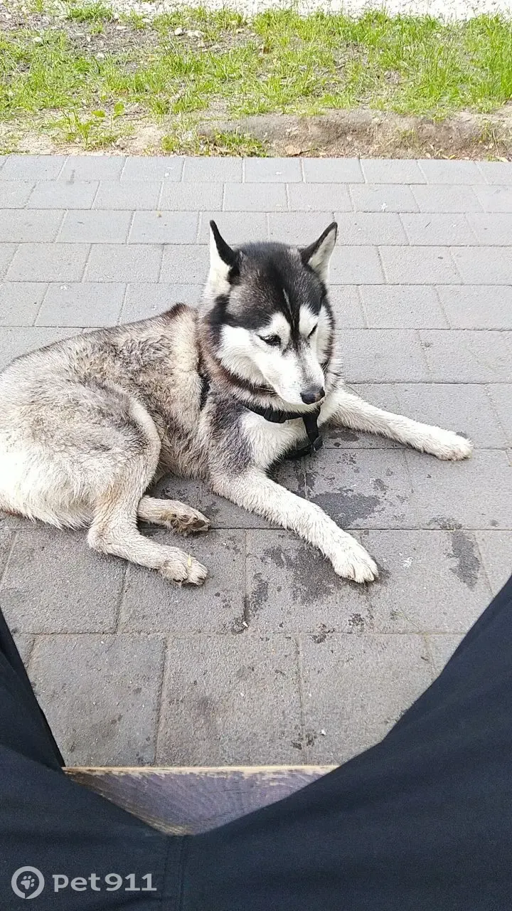 Найдена собака породы Хаски в парке Олега Степанова (Серпухов) на улице  Чехова, 60/30 | Pet911.ru