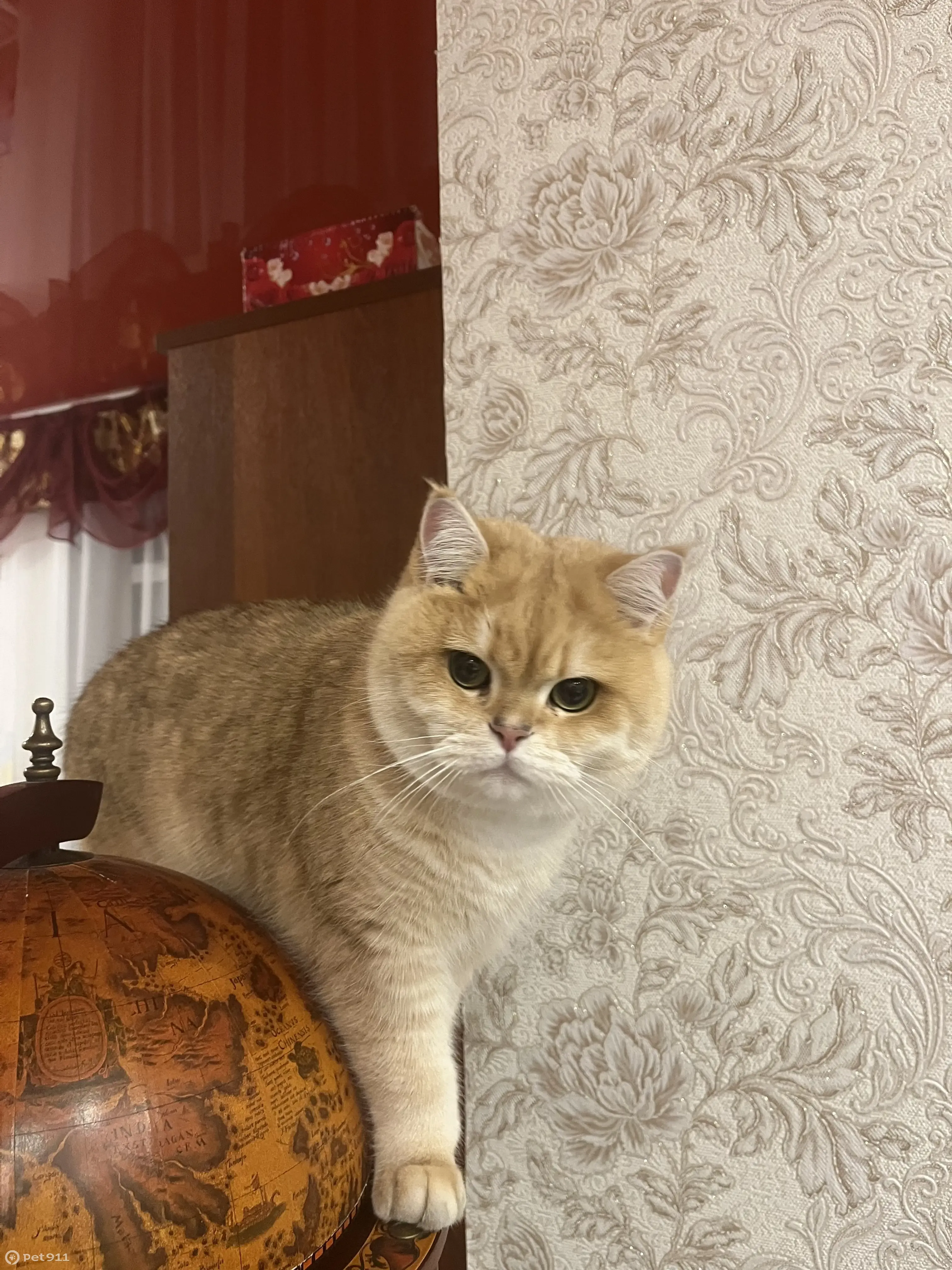 Пропала кошка на Сосновой 2 в Ермолаево: Британская золотая шиншилла, 4  года, дикий характер, тел. 89029478880. | Pet911.ru