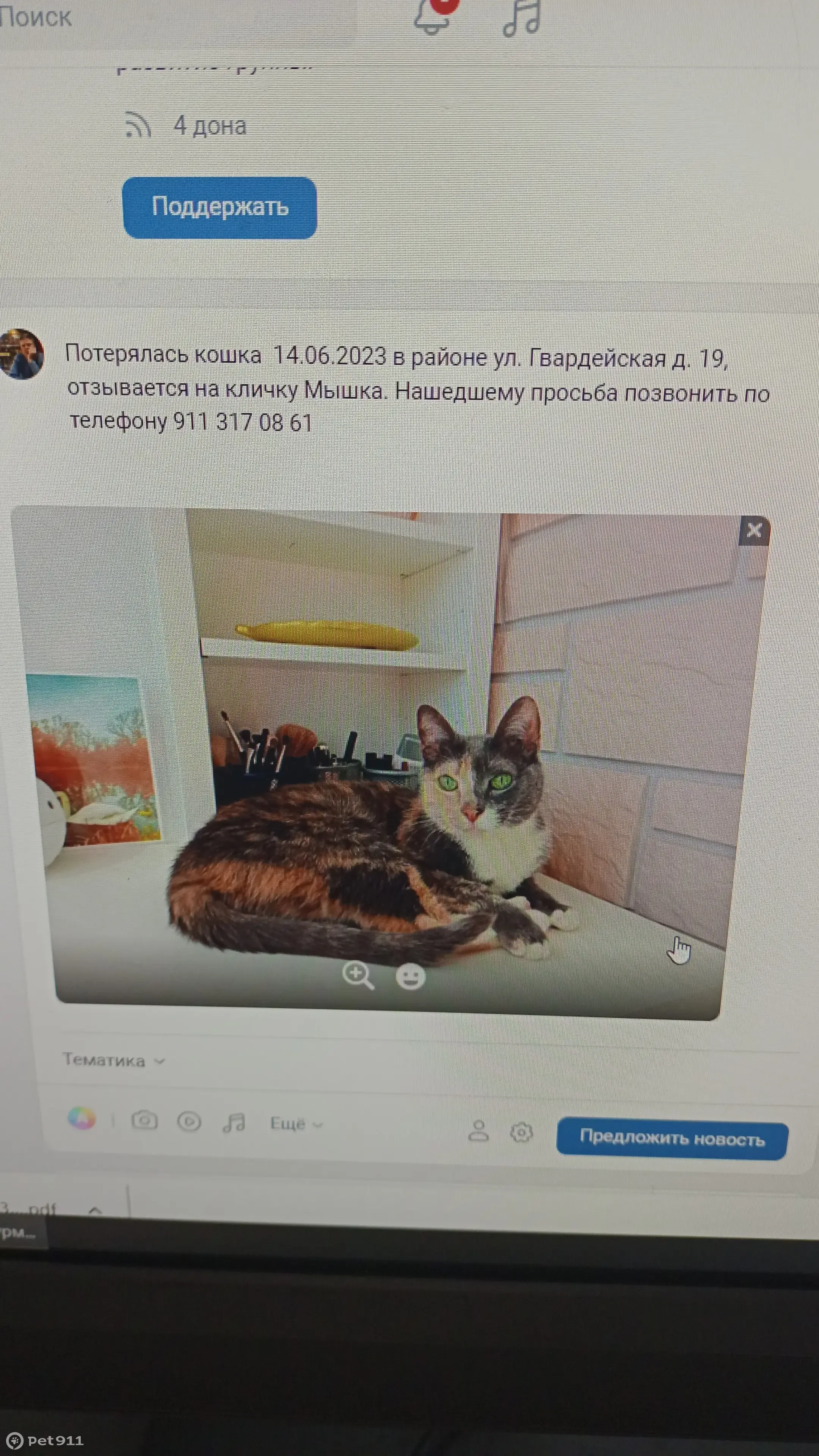 Пропала кошка Мышка на Гвардейской, 19 в Мурманске | Pet911.ru