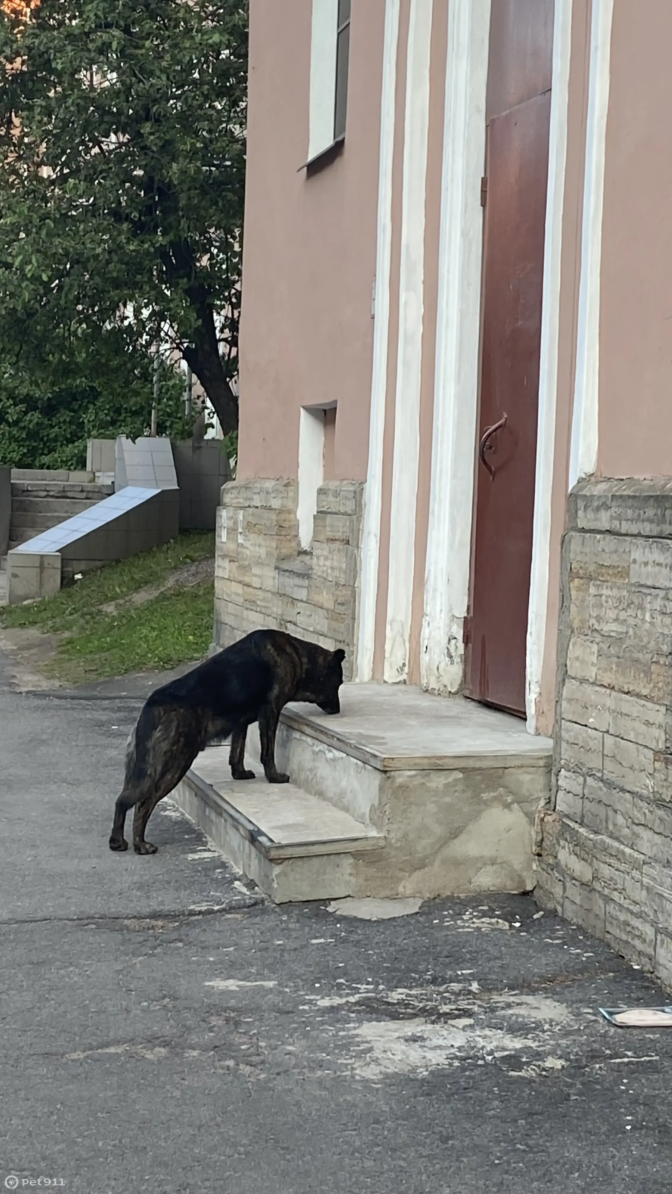 Собака на ул. Железноводской, дом 26-28, СПб | Pet911.ru