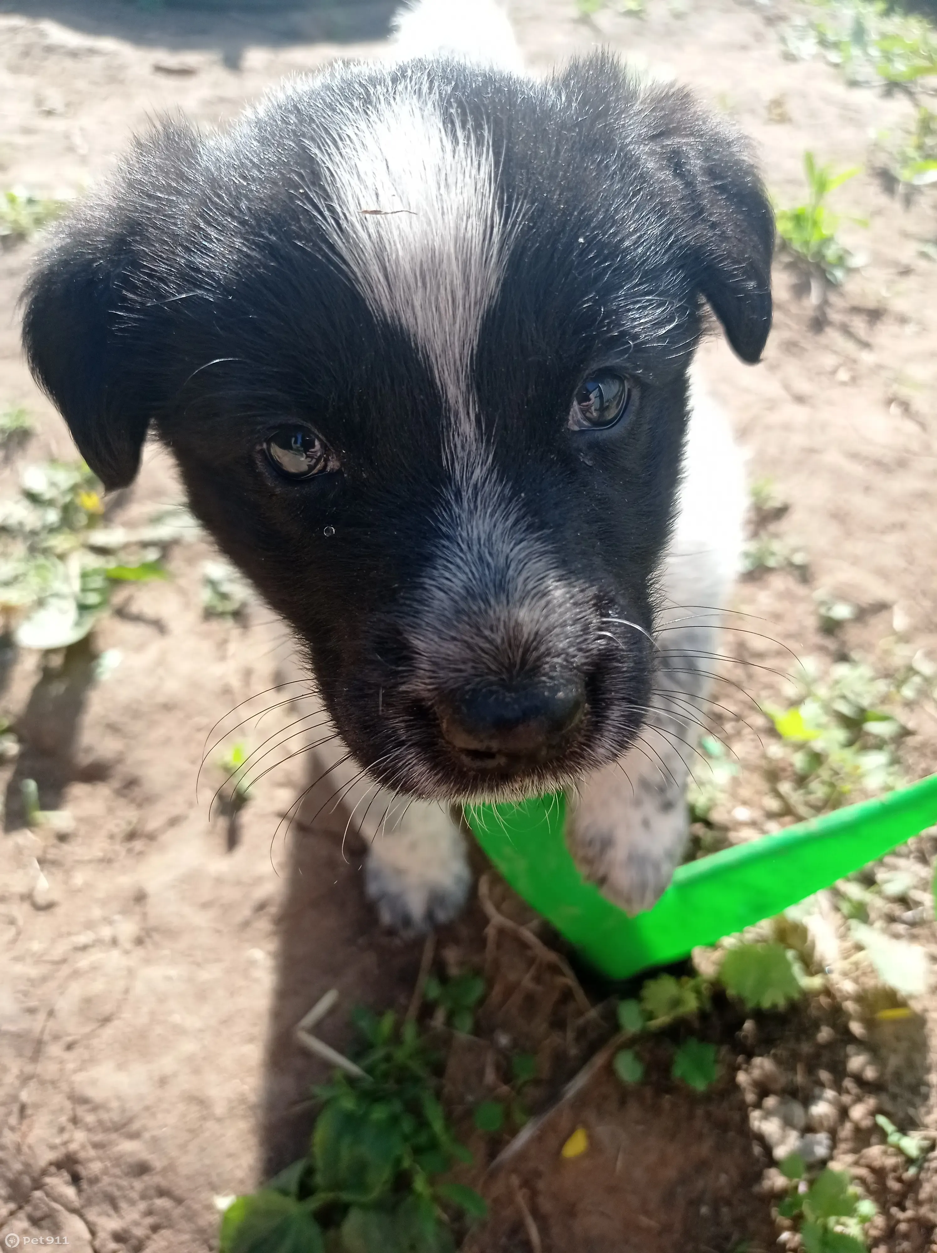 Пропал щенок на Октябрьской 16 в Кукморе - photo