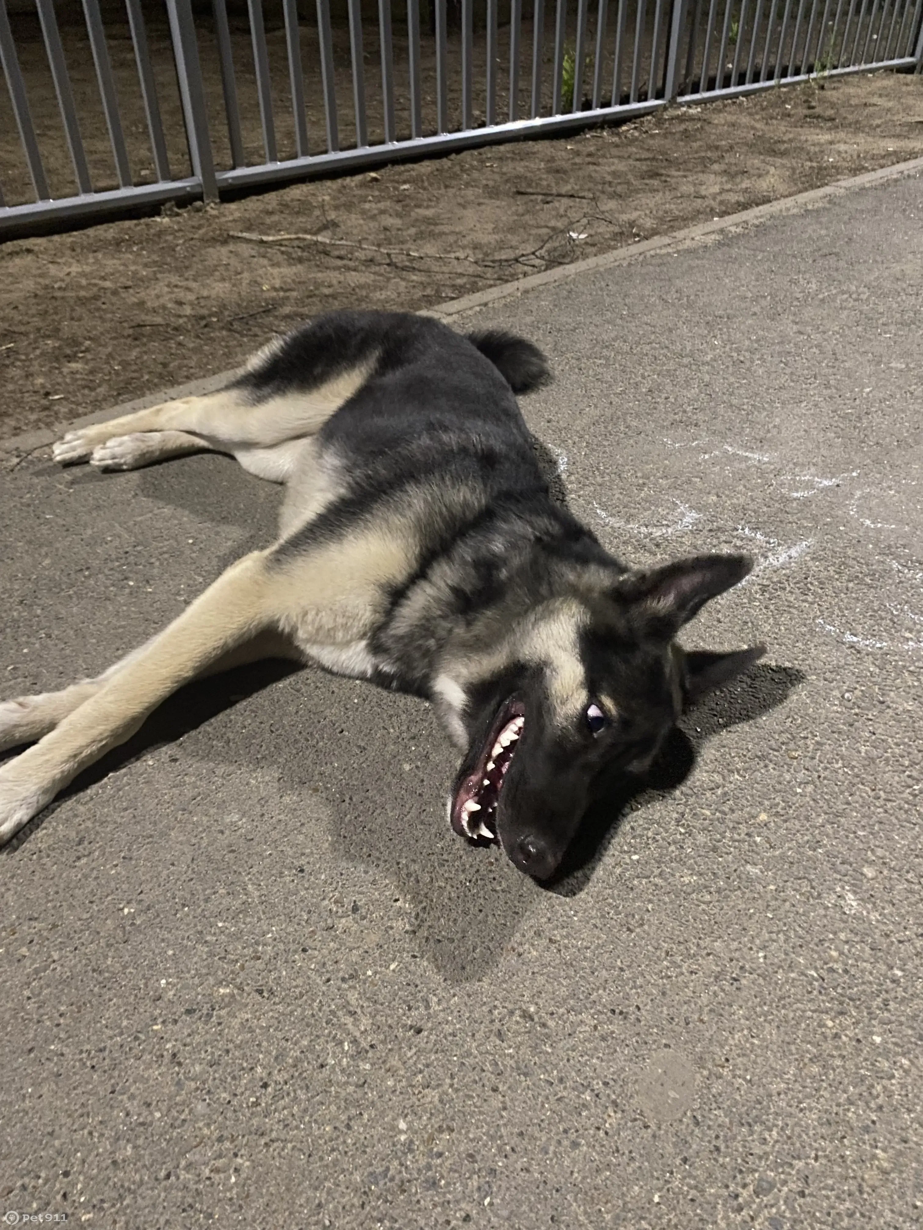 Найден щенок на Фатыха Амирхана, нужен хозяин - photo