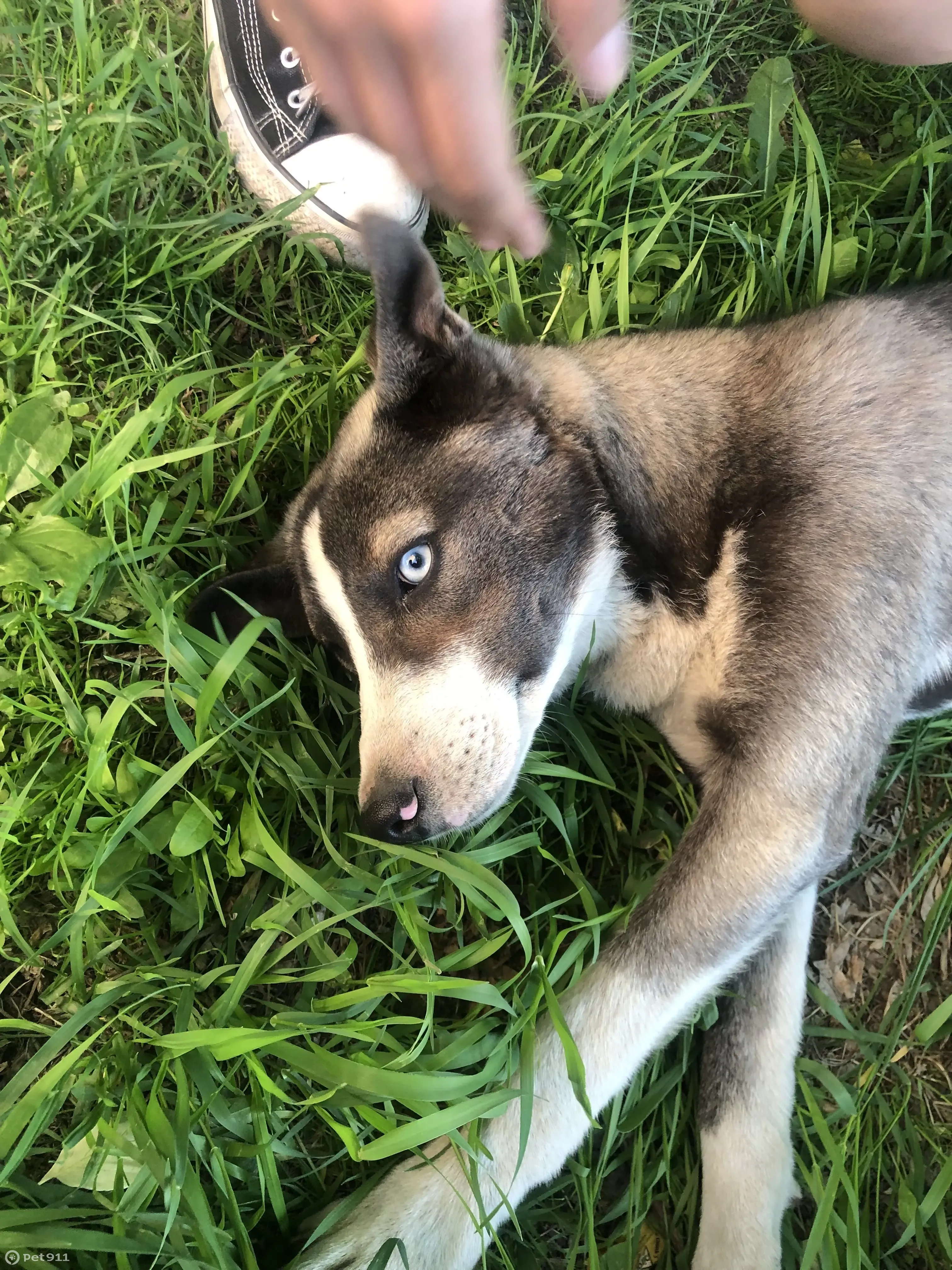 Найдена собака на Карбышева, 10А | Pet911.ru