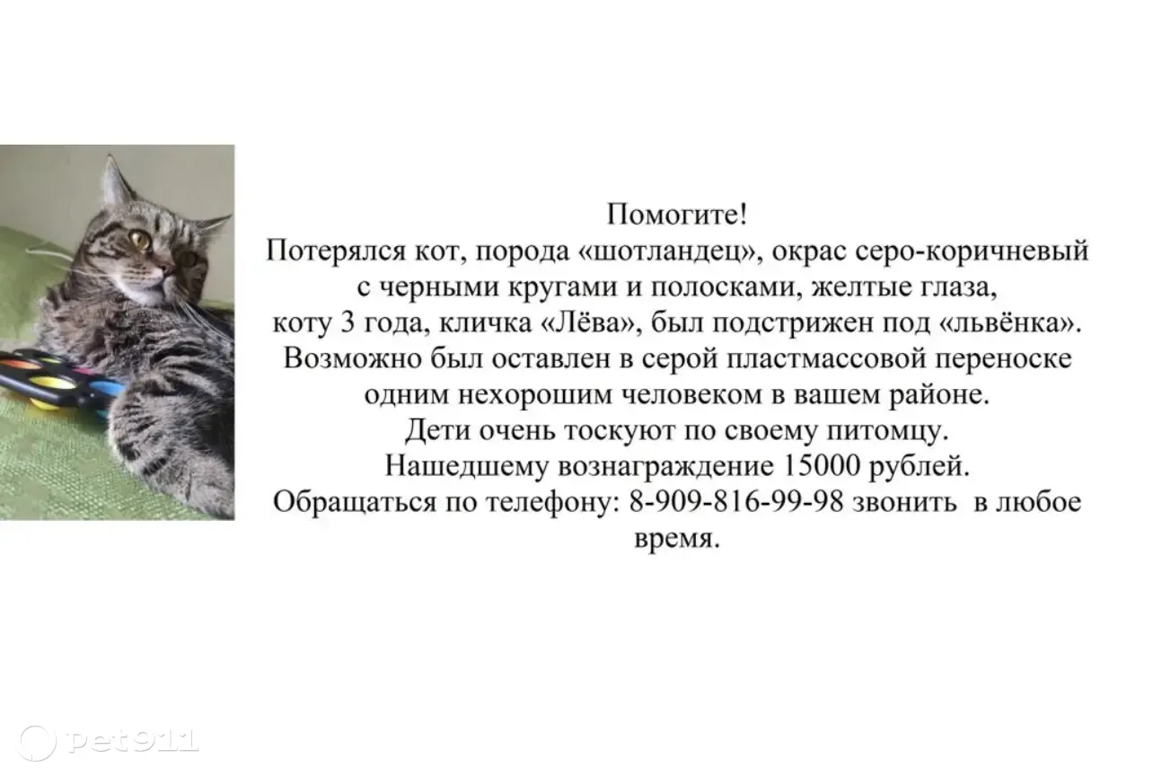 Пропал кот Лева в районе Калина Молл, вознаграждение 15000, тел.  89098169998 | Pet911.ru