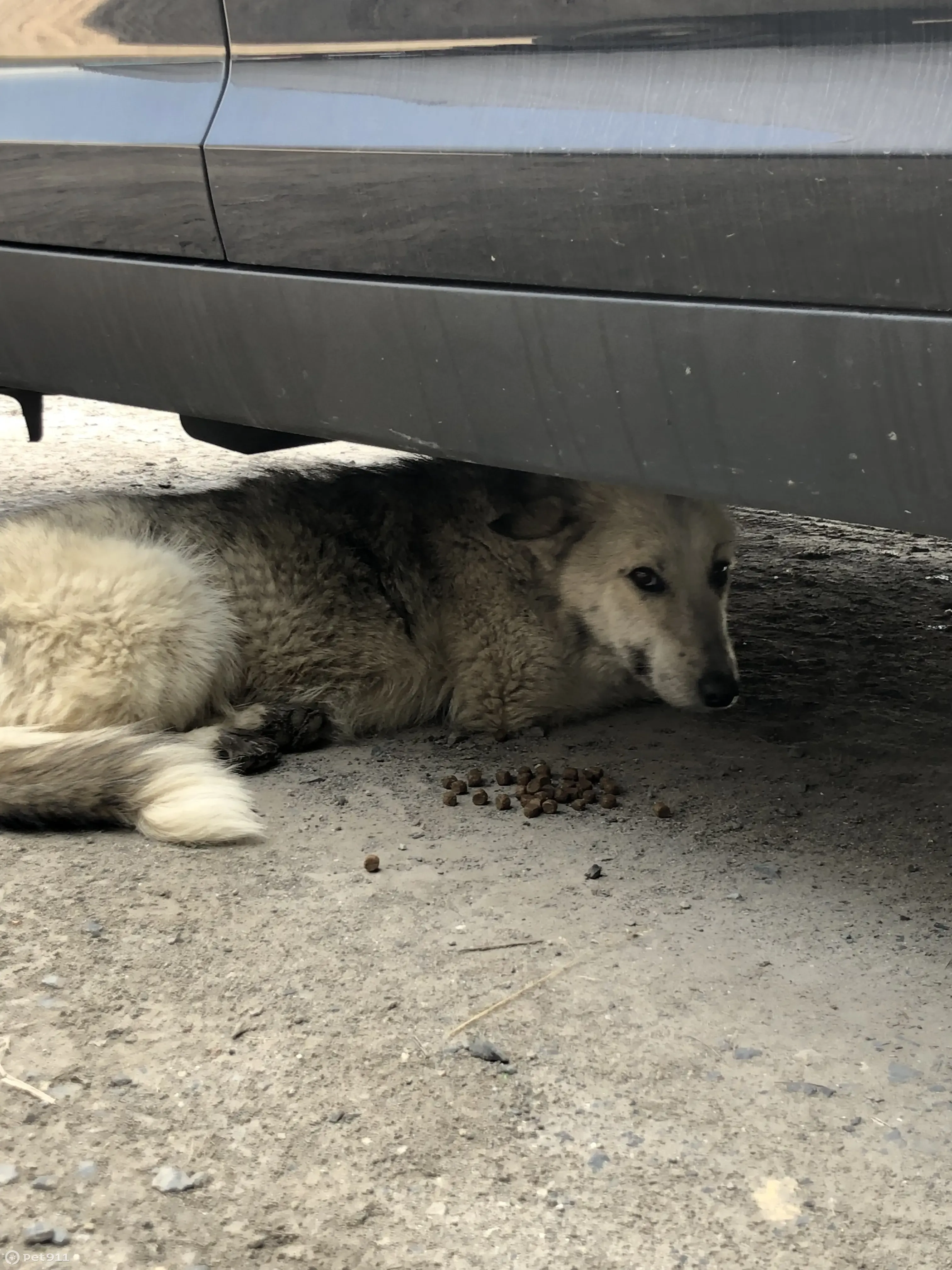 Найдена собака на ул. Чехова, Таганрог | Pet911.ru