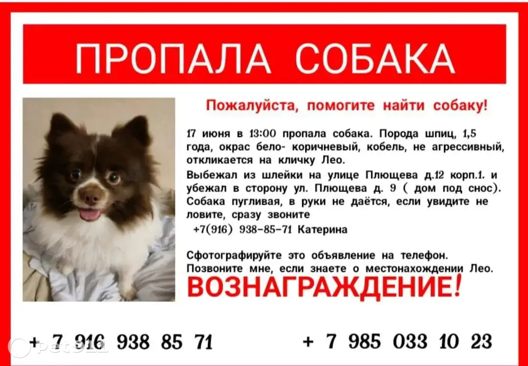 Пропала собака Шпиц на улице Плющева, Москва | Pet911.ru