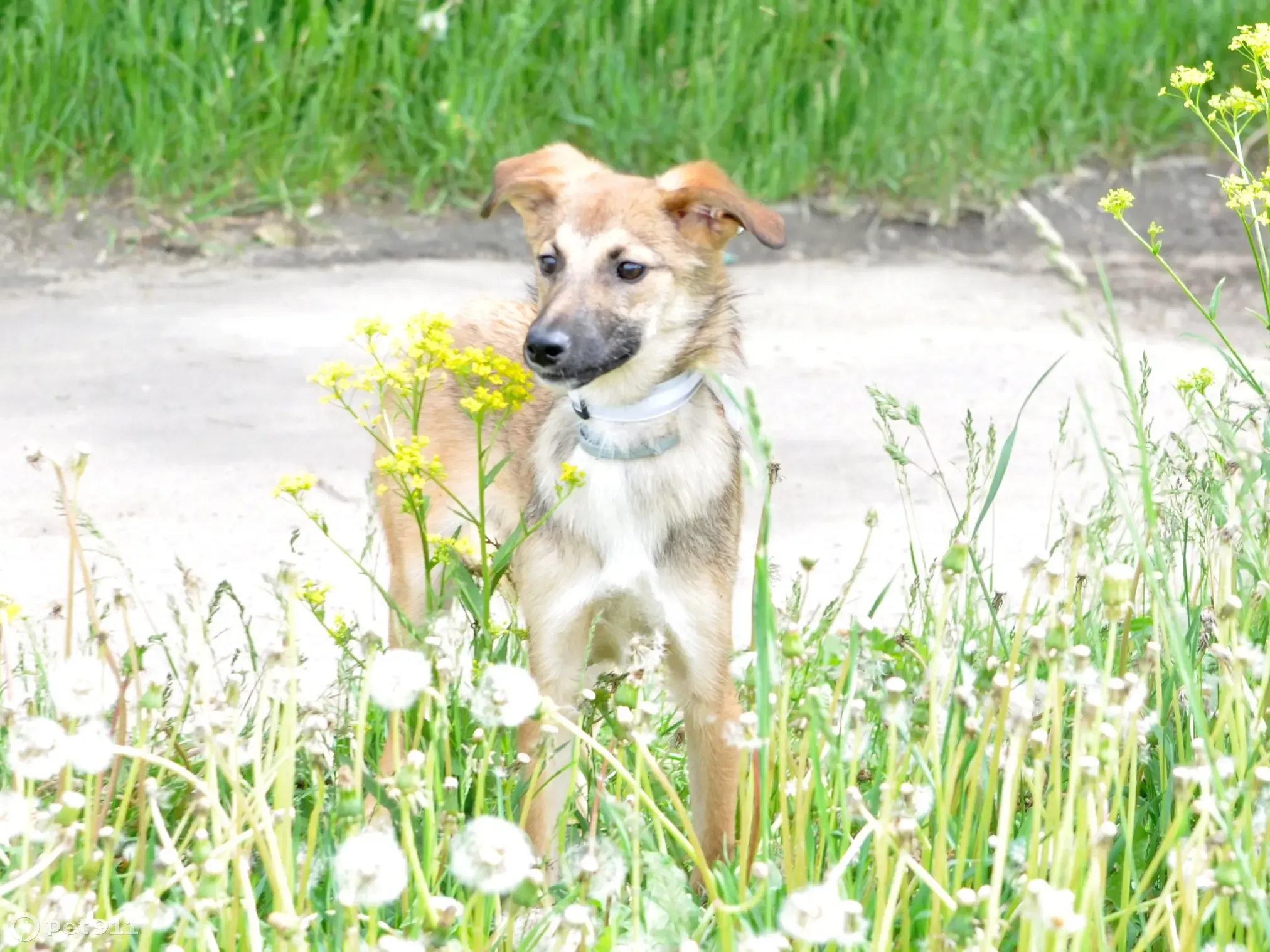 Пропала собака на улице 8 Марта, Ярославль 🆘 | Pet911.ru