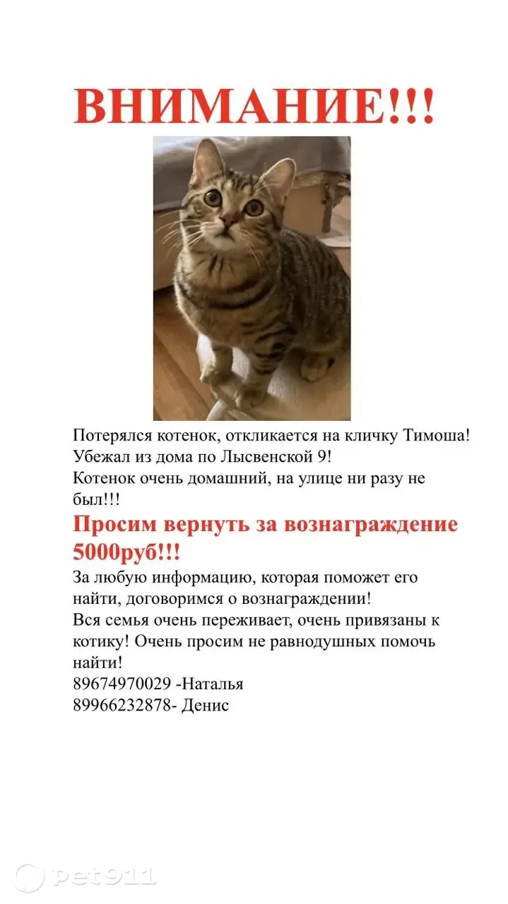 Пропала кошка Британец на Лысвенской, 9 в Самаре! | Pet911.ru