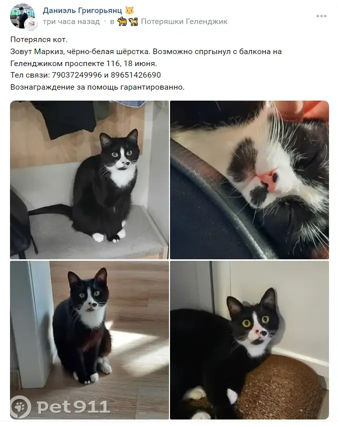 Пропала кошка Кот, Геленджикский пр-т 116 - photo