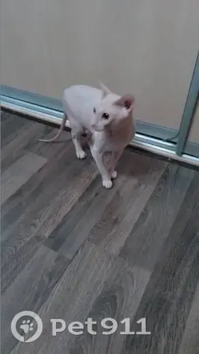 Пропал кот породы Донской сфинкс на Бакинской, 13 - photo