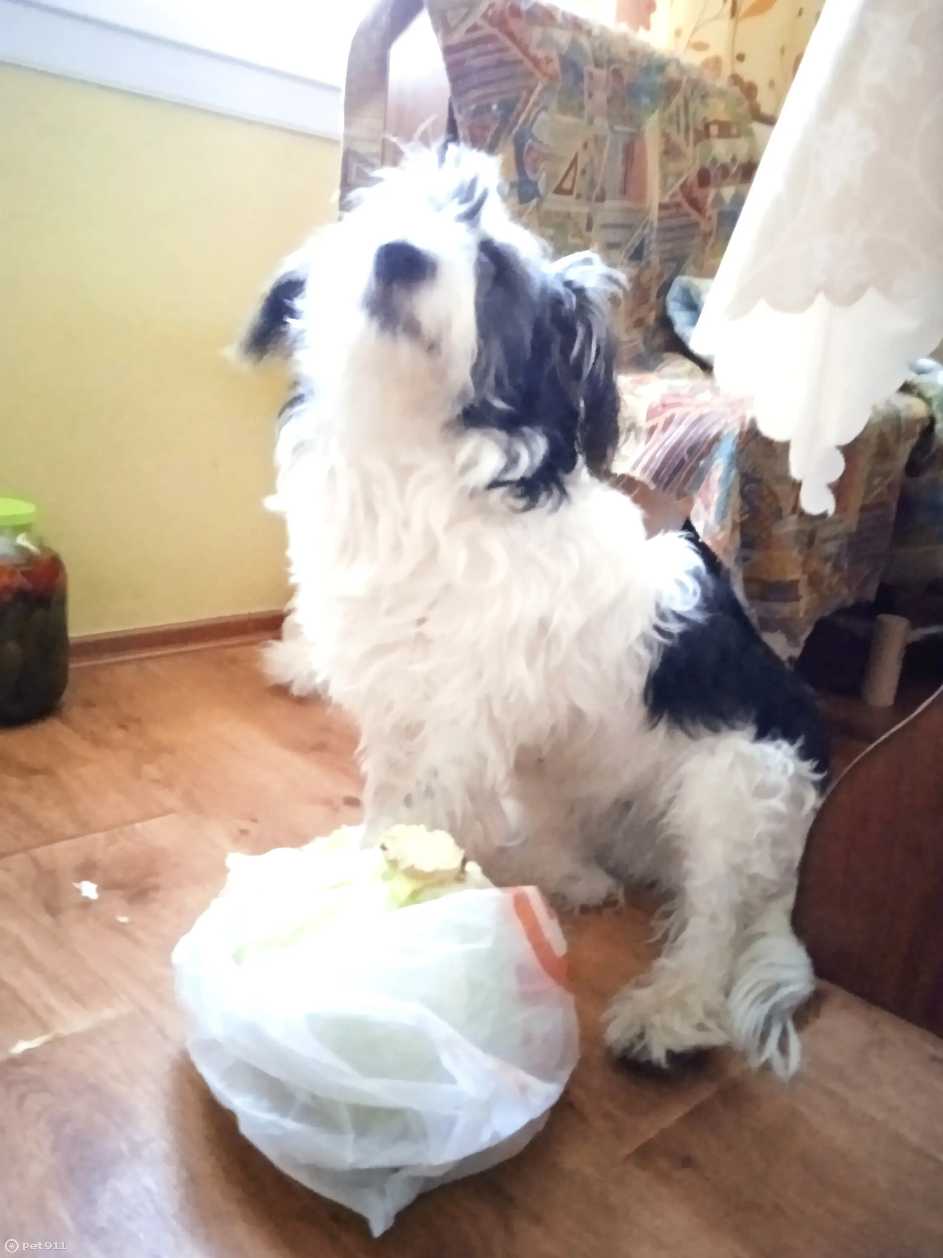 Найдена собака породы бассет-гриффон вандеец на ул. Чичерина, Челябинск - photo 3