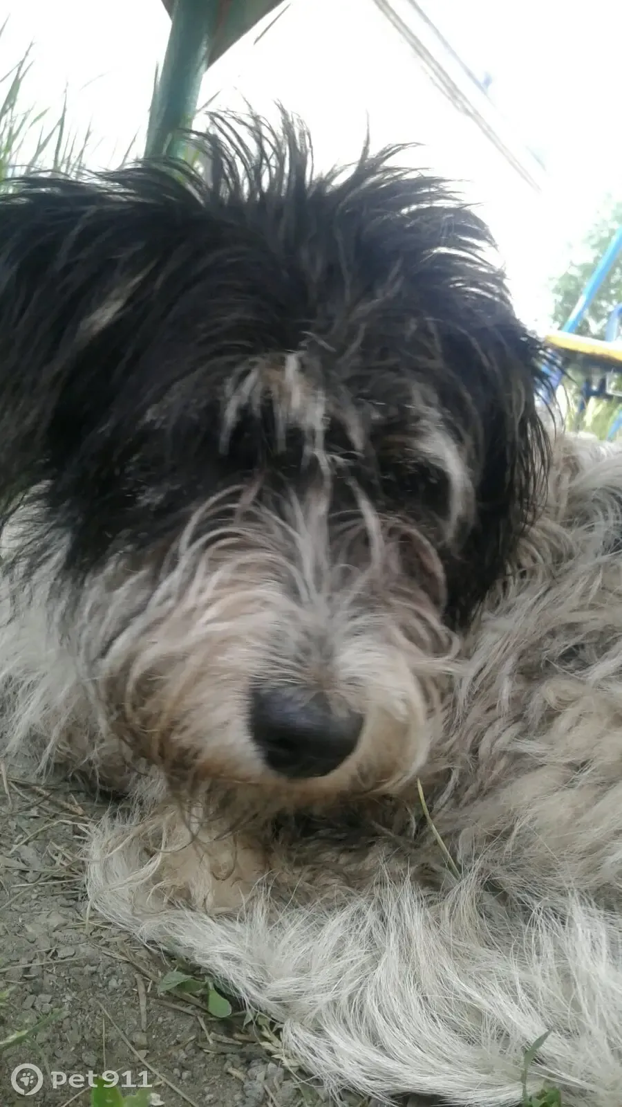Найдена собака породы бассет-гриффон вандеец на ул. Чичерина, Челябинск - photo 4