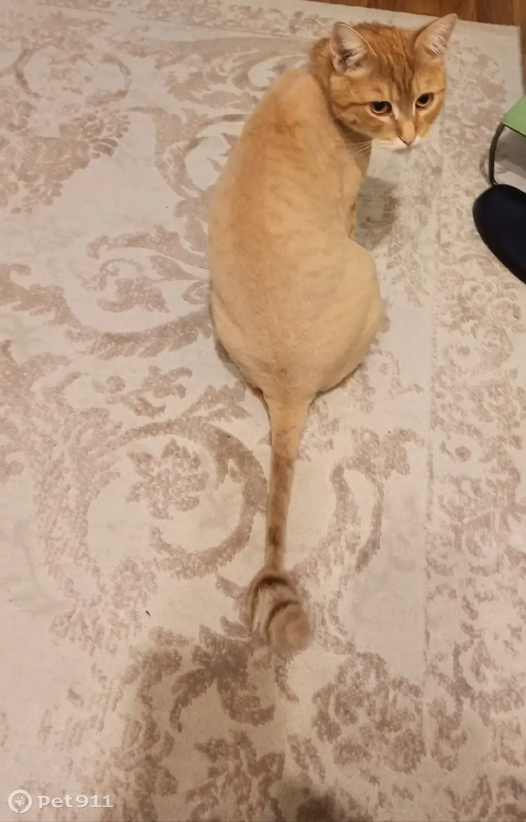 Пропал рыжий кот на ул. Вавилина, 11, Выкса - photo