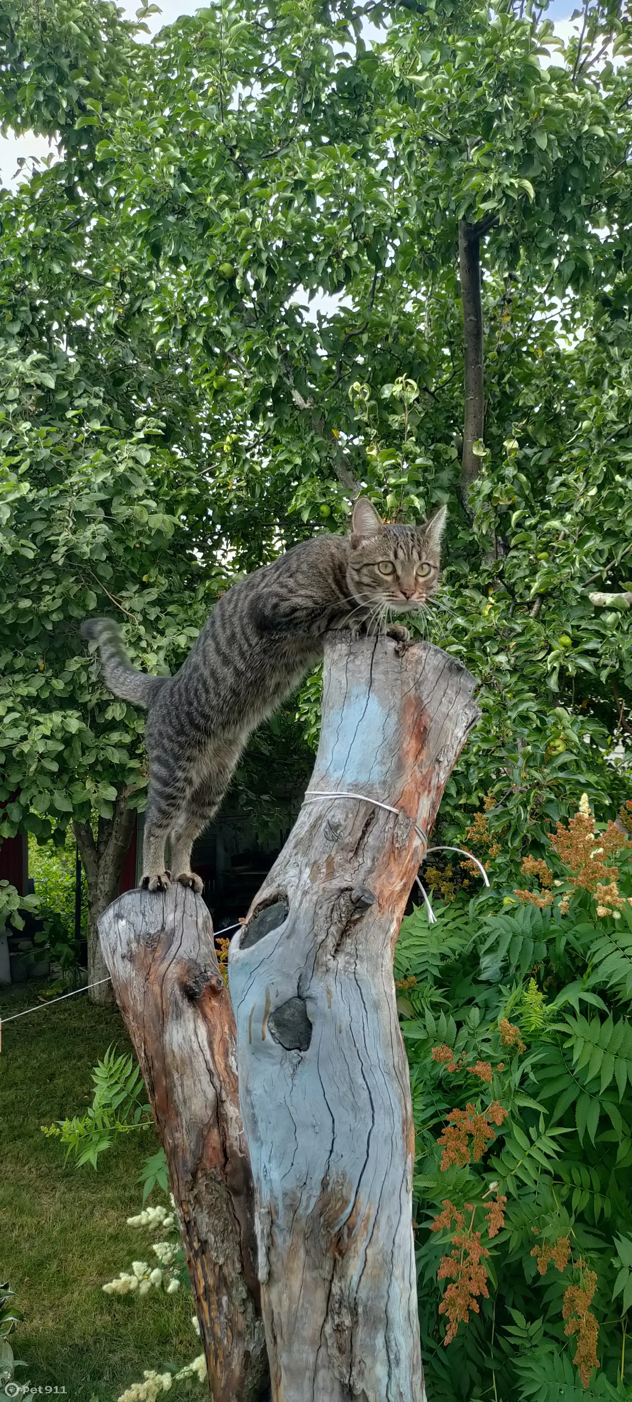 Пропала кошка Кот на проспекте Победы, Пенза | Pet911.ru