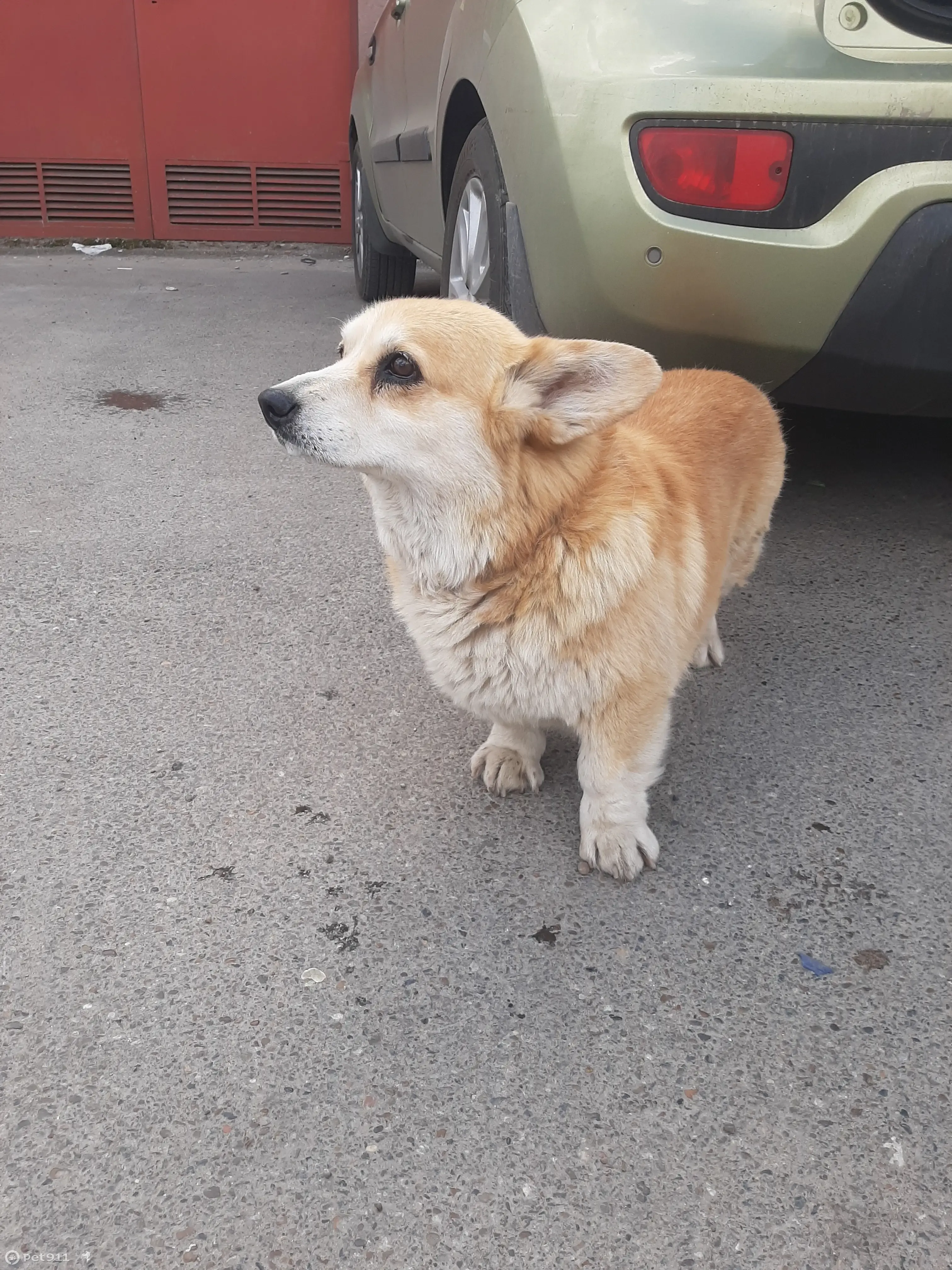 Найден рыжий корги без ошейника на Подлужной, 67 | Pet911.ru