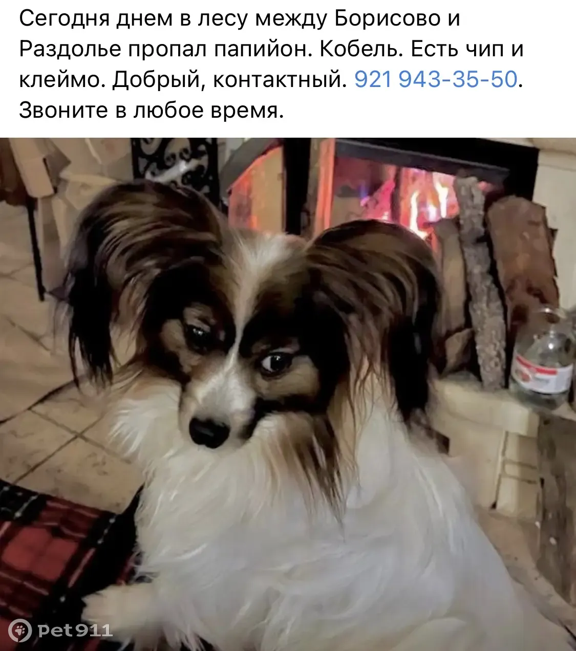 Пропала собака папийон в Ленинградской области. - photo