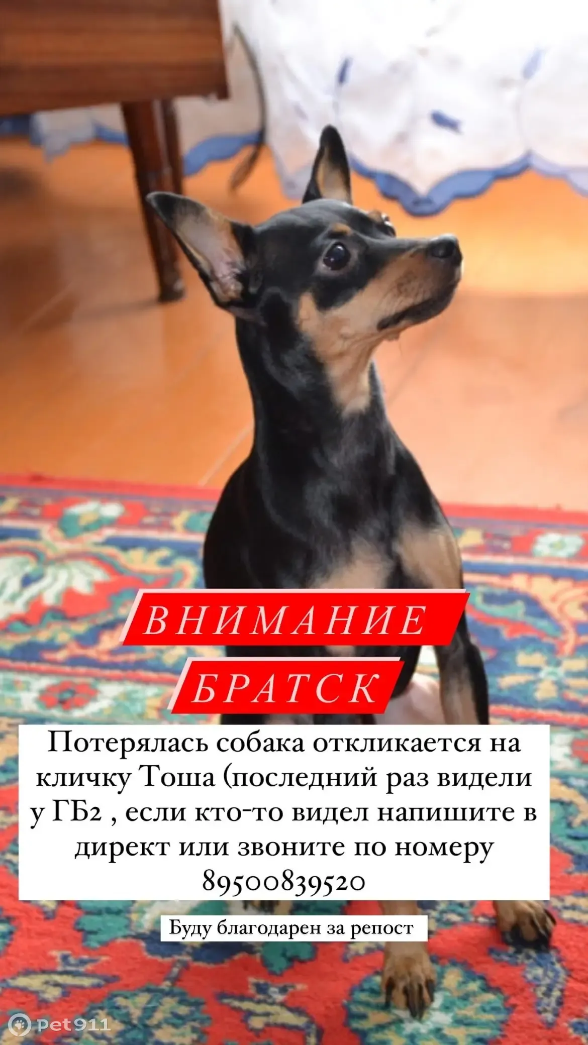 Пропал той-терьер Тоша на улице Наймушина, 1 (Братск) | Pet911.ru