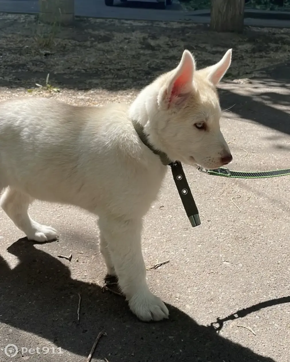 Щенок хаски найден на ул. Серова, 22/24, Казань | Pet911.ru