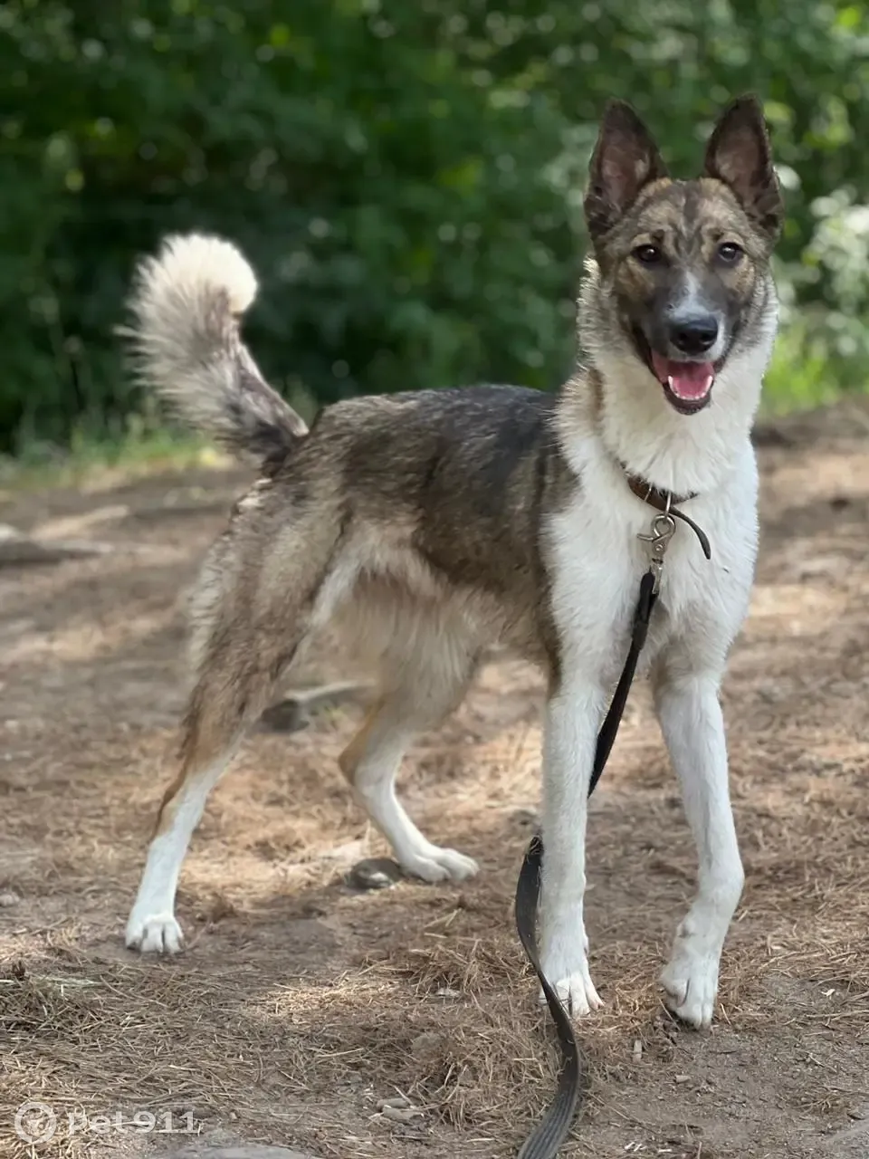 Найдена собака Метис в районе Кузьминки, Волжский бульвар, 113А к3. |  Pet911.ru