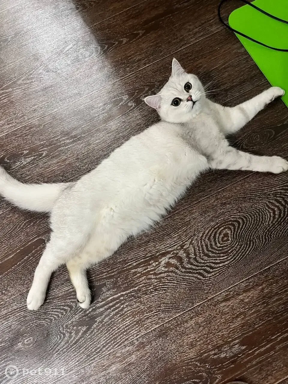 Пропал светлый котик на Наличной, 10 мес. Найдите! - photo