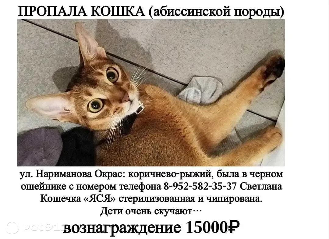 Пропала кошка на ул. Нариманова, 6 в Ростове-на-Дону | Pet911.ru