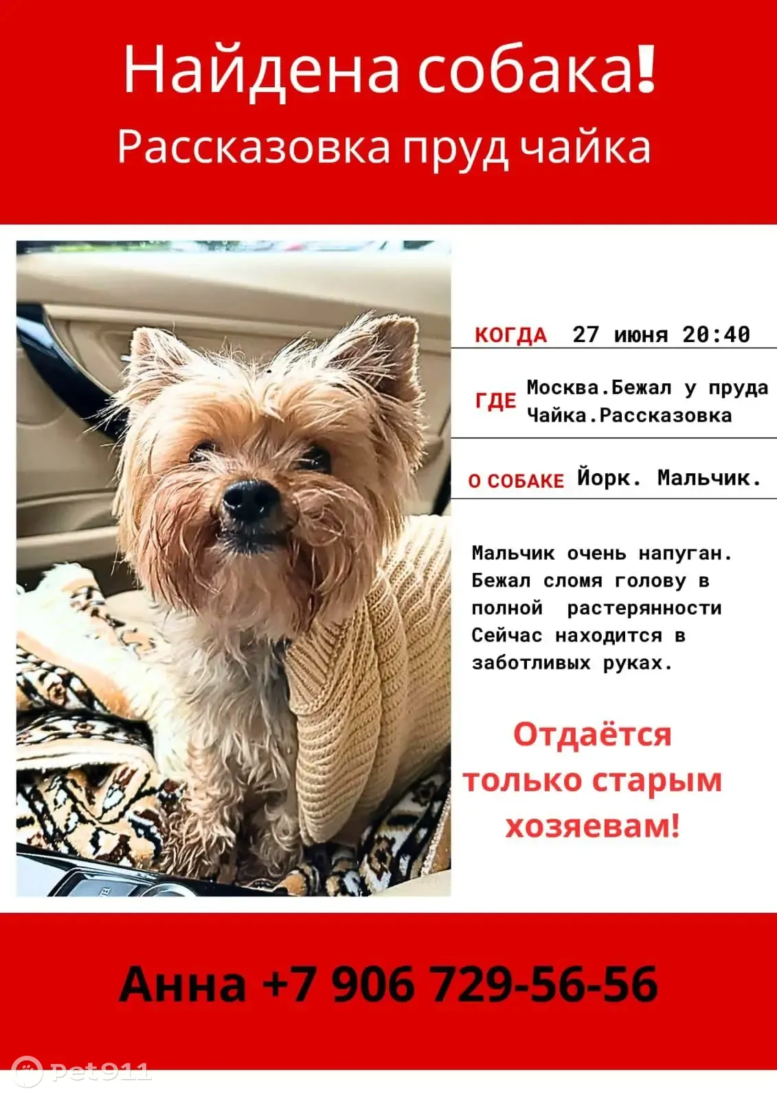 Найден йоркширский терьер возле пруда в Рассказовке | Pet911.ru