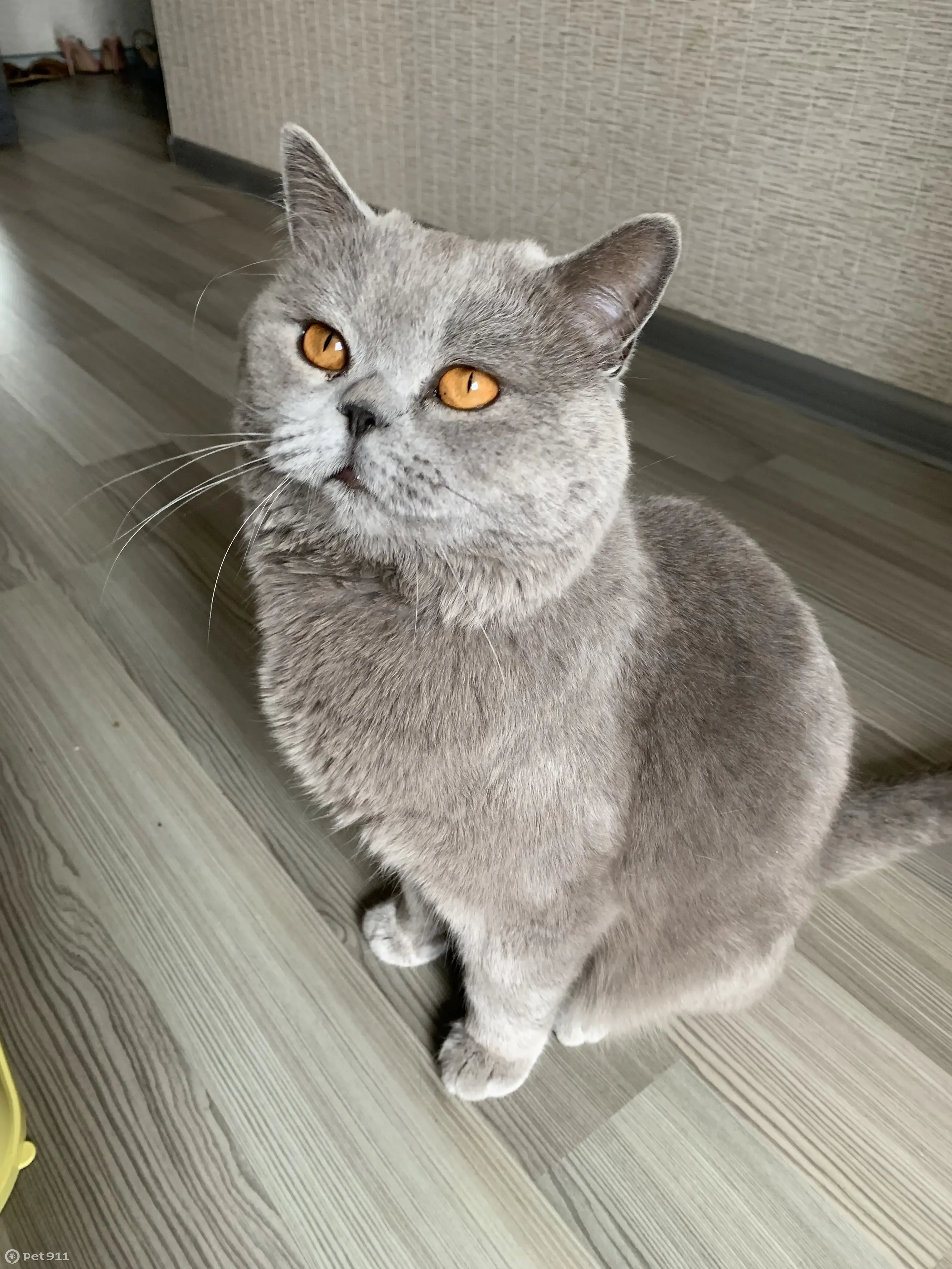 Найден домашний кот породы Шартрез, Спасский проезд | Pet911.ru