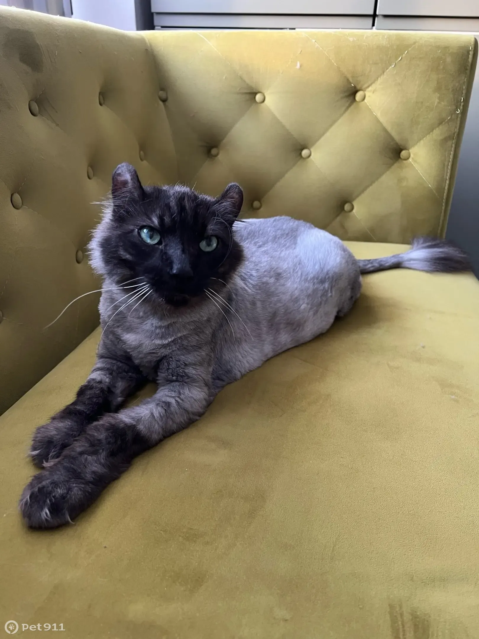 Пропала кошка Мальчик, Чешир, Чечёрский проезд, 122 - photo