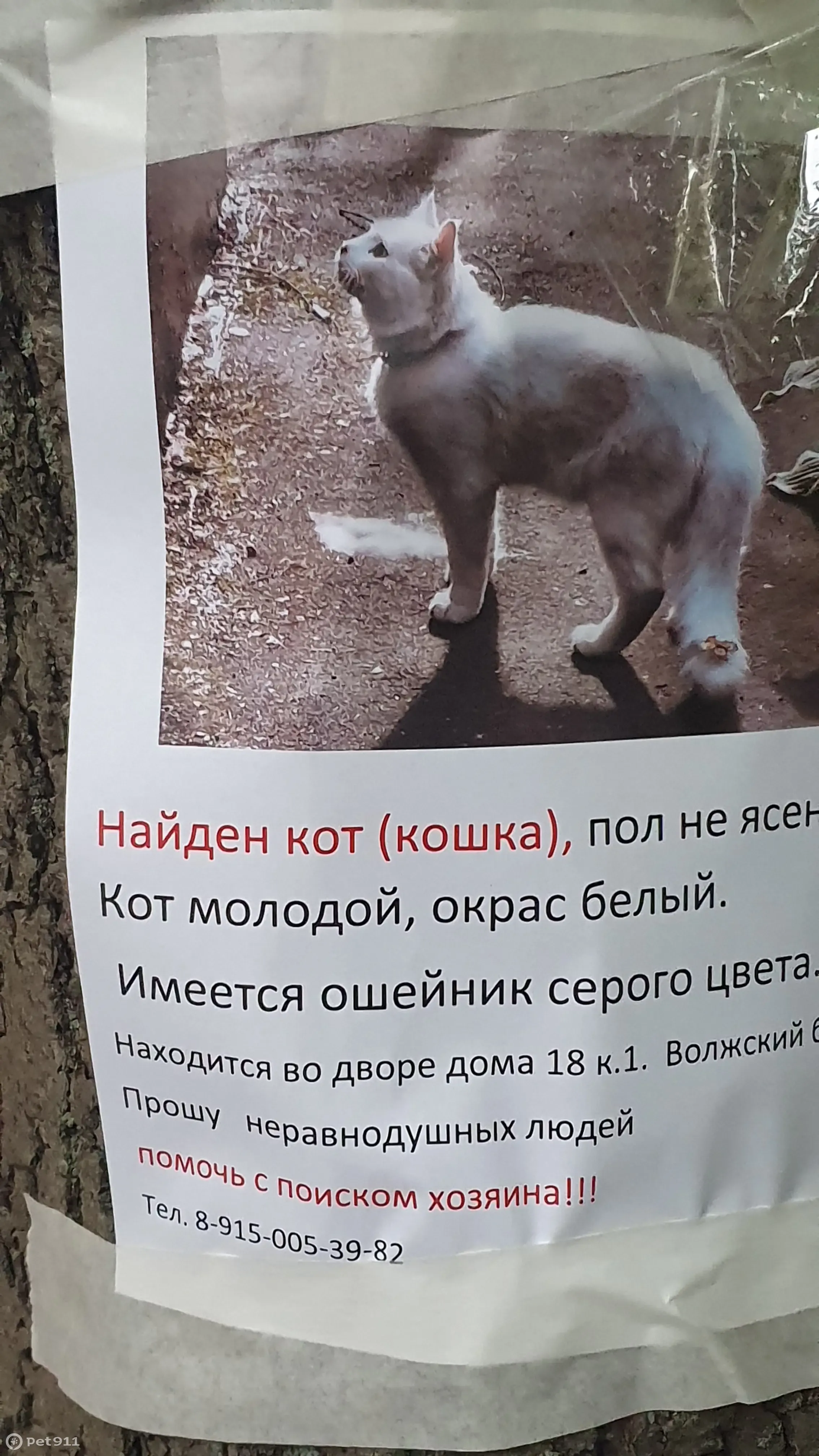 Найдена белая кошка с ошейником, Волжский бульвар, 18 | Pet911.ru