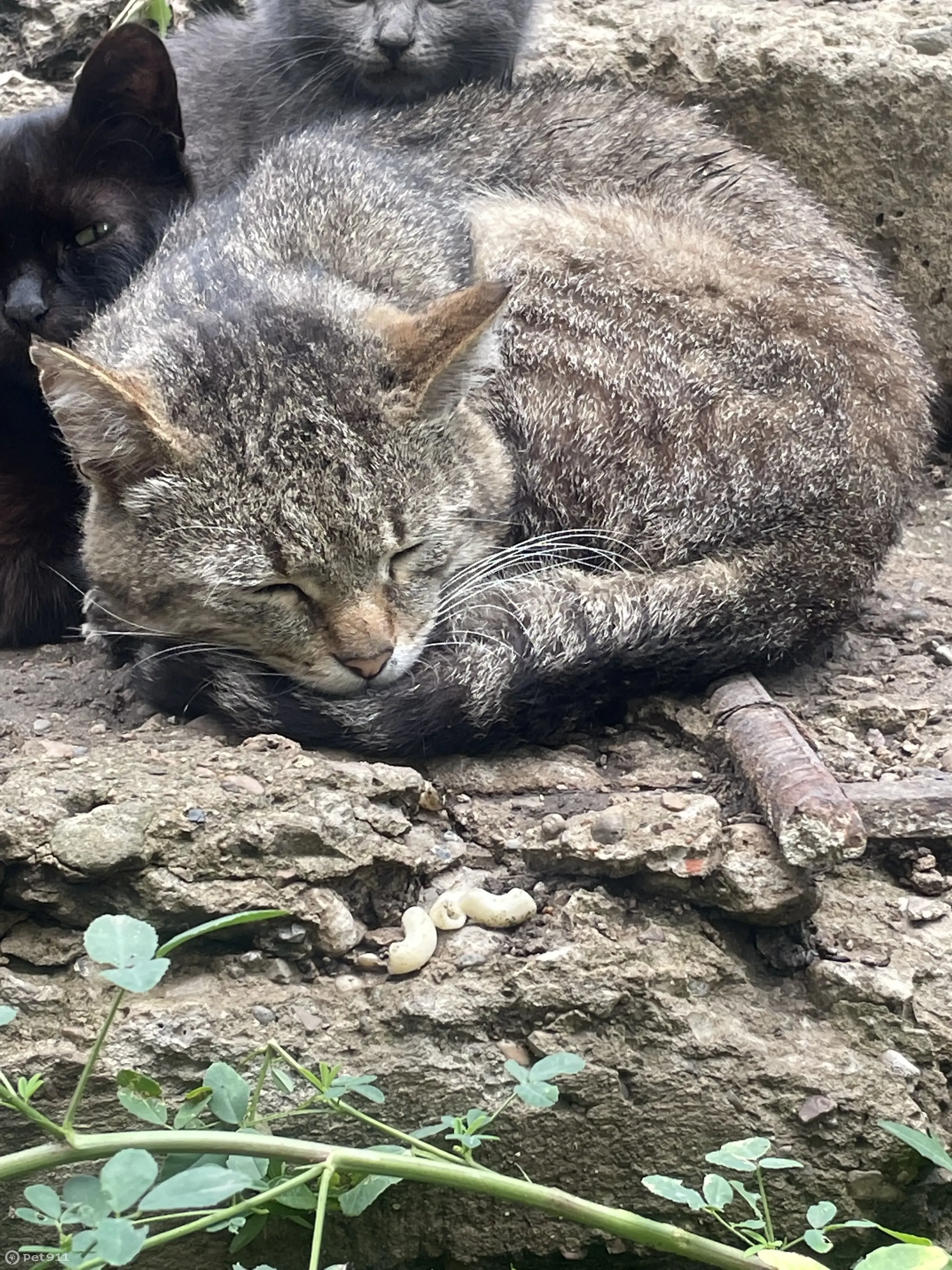 Найдена кошка на бетонном колодце, ул. Ленина, 32, Рузаевка | Pet911.ru