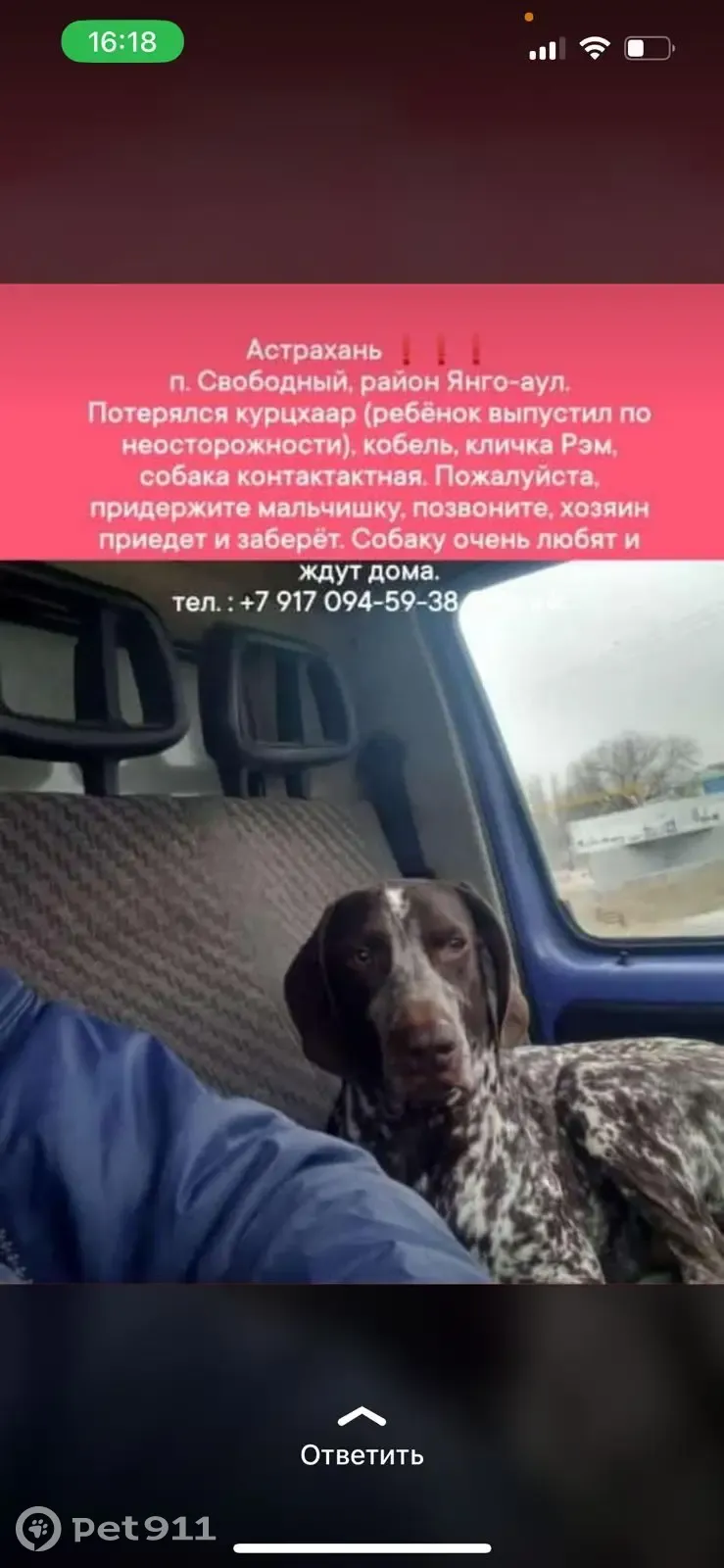 Пропала собака Рэм, ул. Староверова 214, Астрахань | Pet911.ru